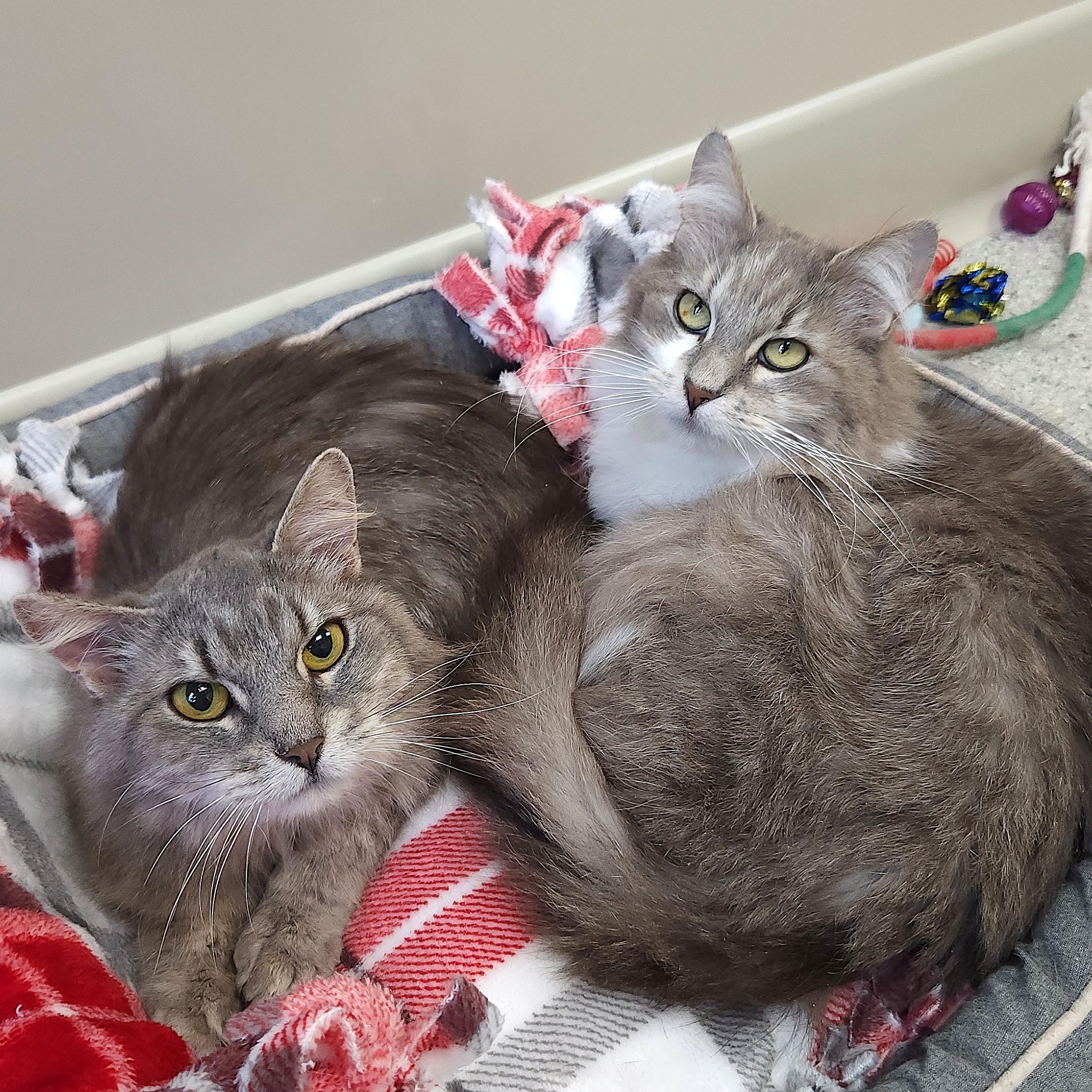 Enlarge Eudora & Gloria, a ADOPTABLE Domestic Long Hair in Marshfield, WI image 5/6