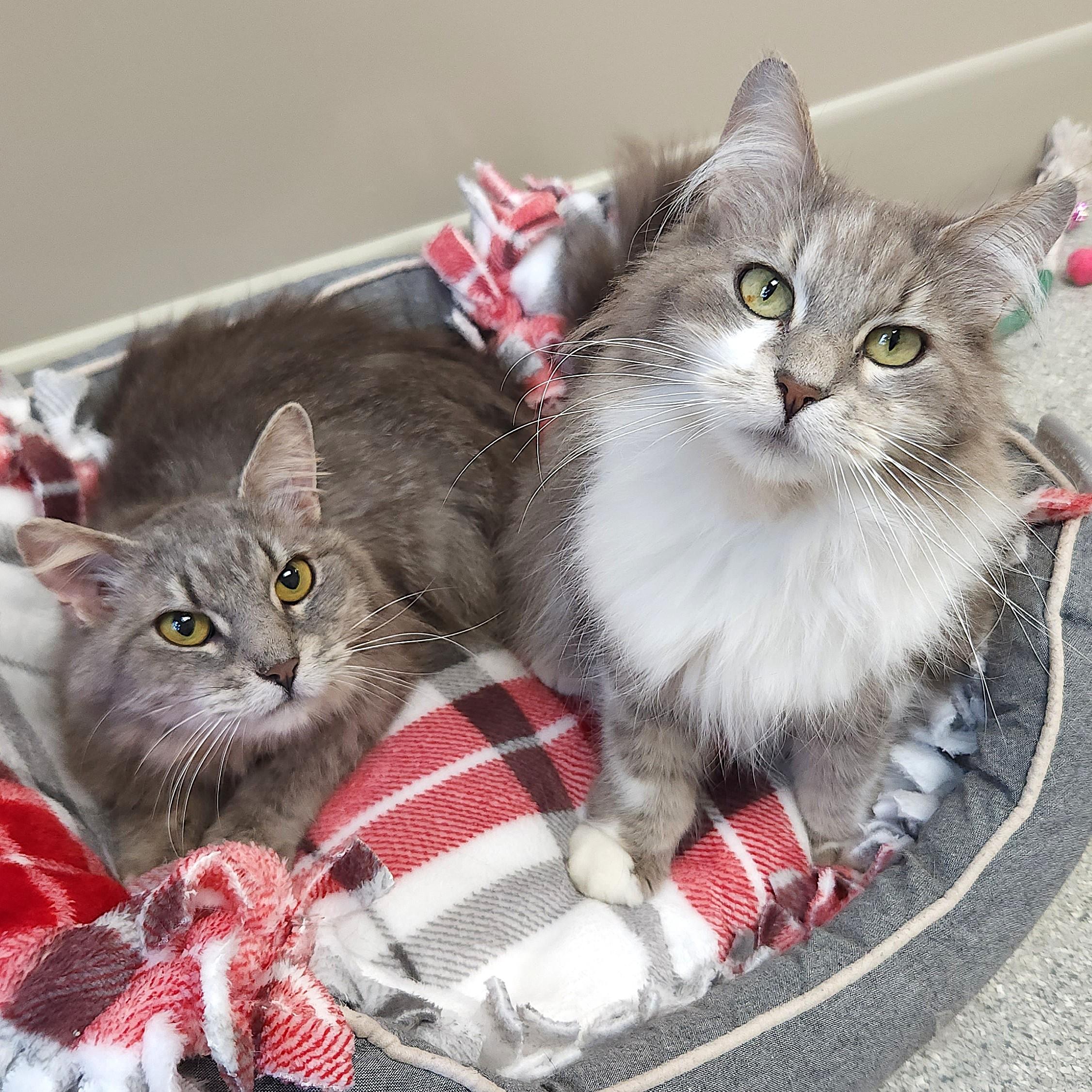 Enlarge Eudora & Gloria, a ADOPTABLE Domestic Long Hair in Marshfield, WI image 2/6