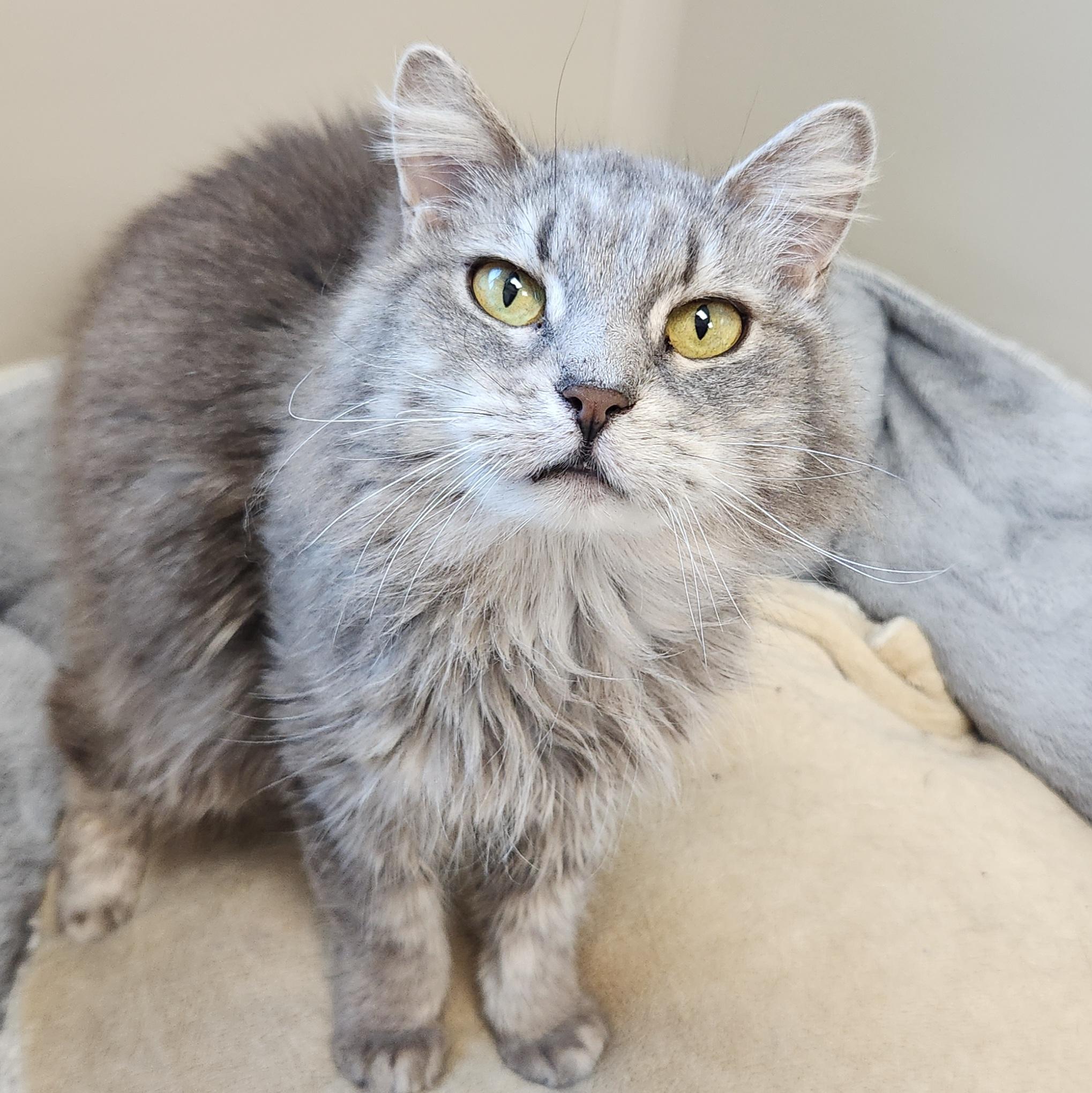 Enlarge Eudora & Gloria, a ADOPTABLE Domestic Long Hair in Marshfield, WI image 3/6