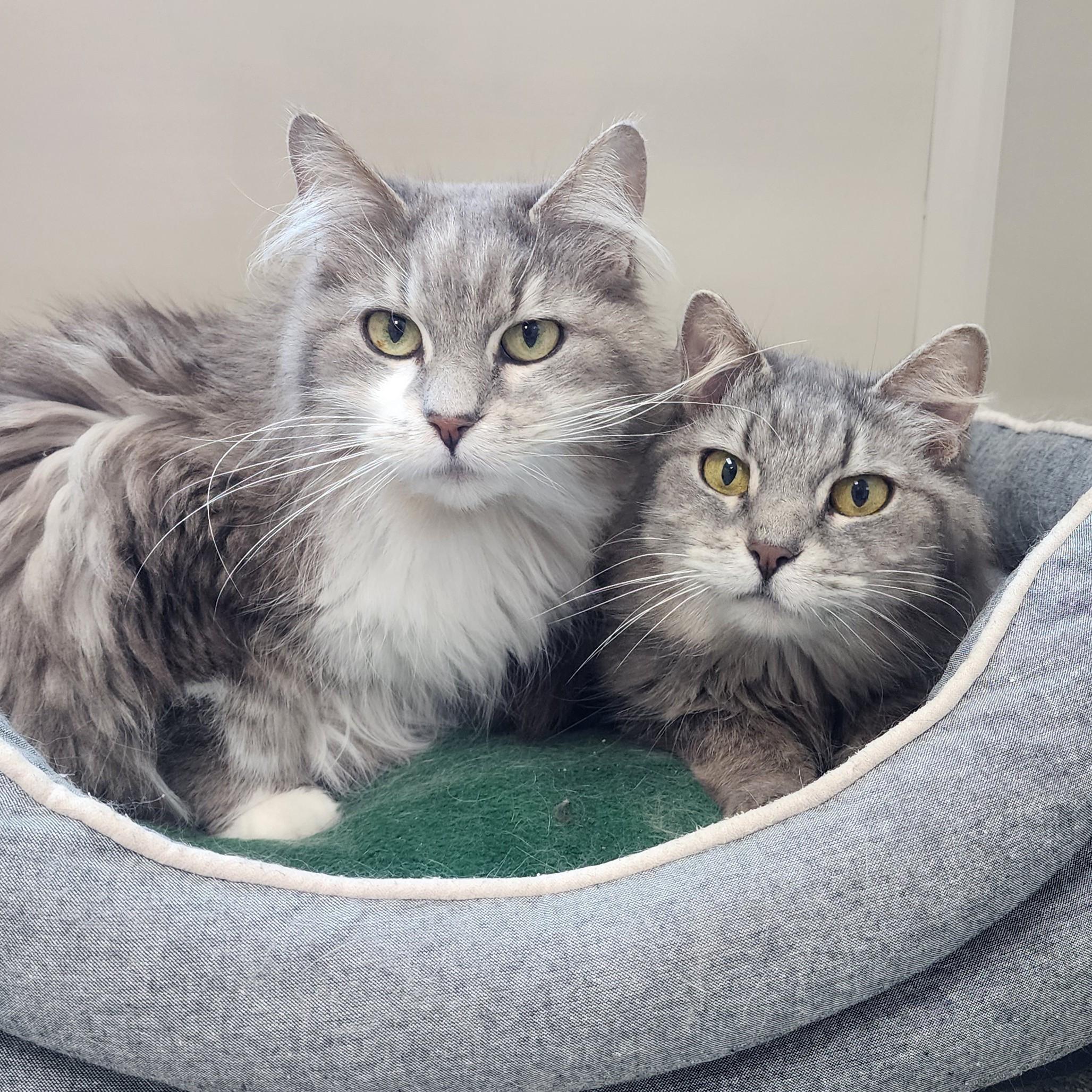 Enlarge Eudora & Gloria, a ADOPTABLE Domestic Long Hair in Marshfield, WI image 1/6