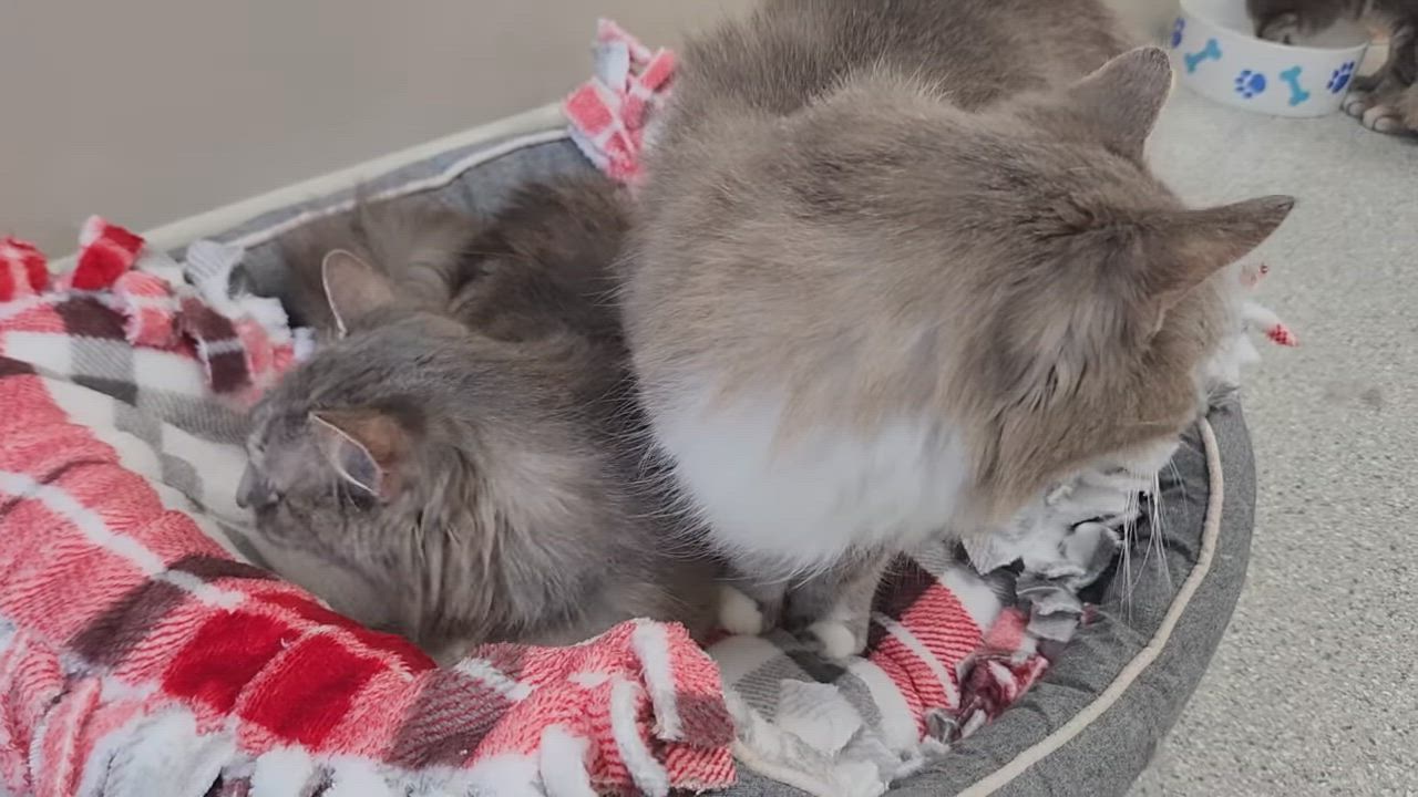 Enlarge Eudora & Gloria, a ADOPTABLE Domestic Long Hair in Marshfield, WI video 6/6