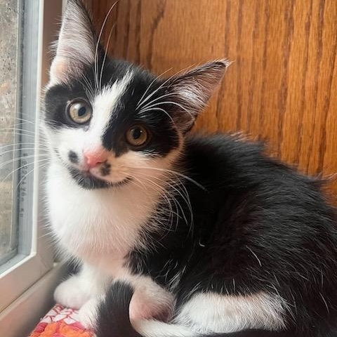 Enlarge Fettuccini, an adopted Domestic Short Hair in Watertown, WI image 1/1