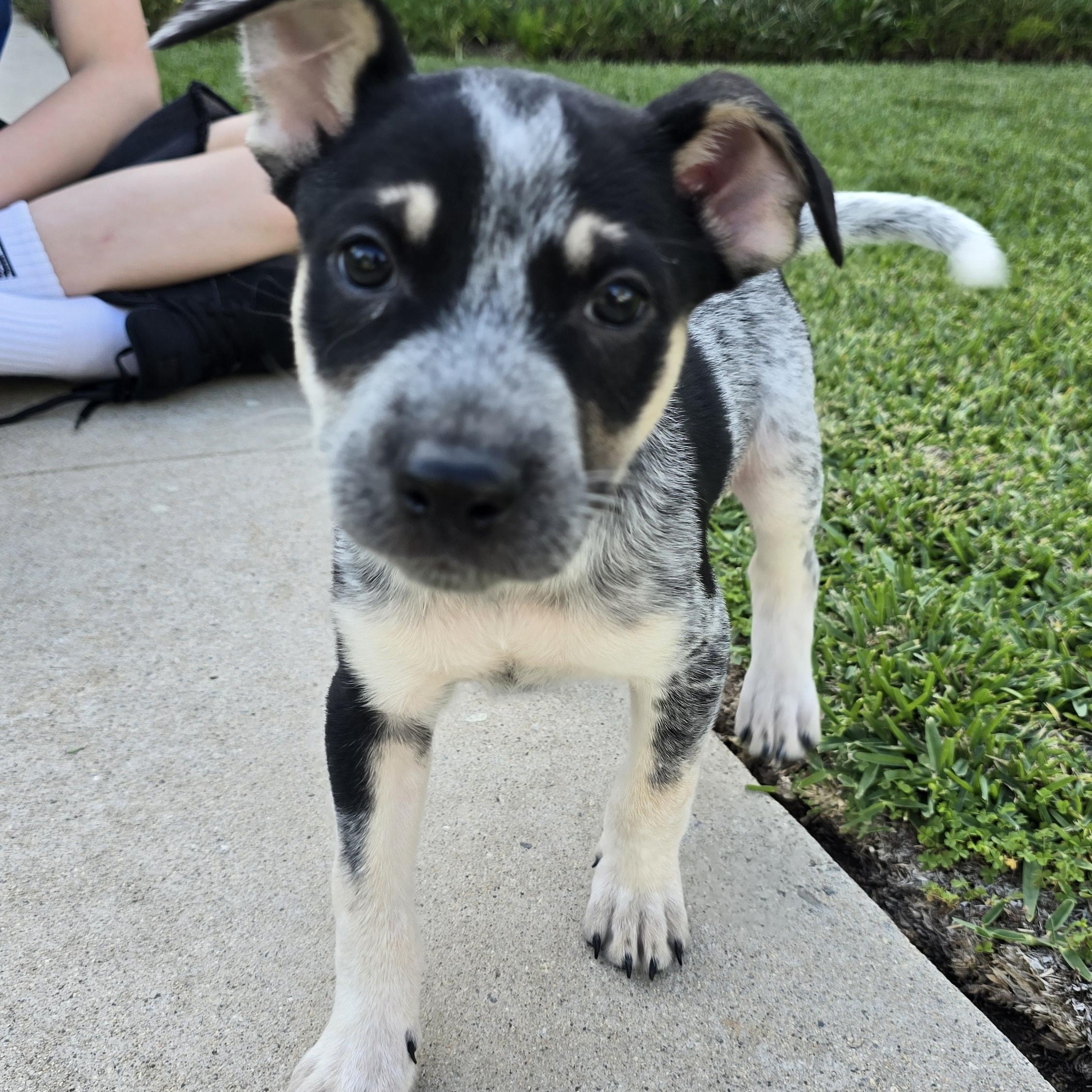 Enlarge Shadow, a Adopted mixed breed in North Hollywood, CA image 1/4