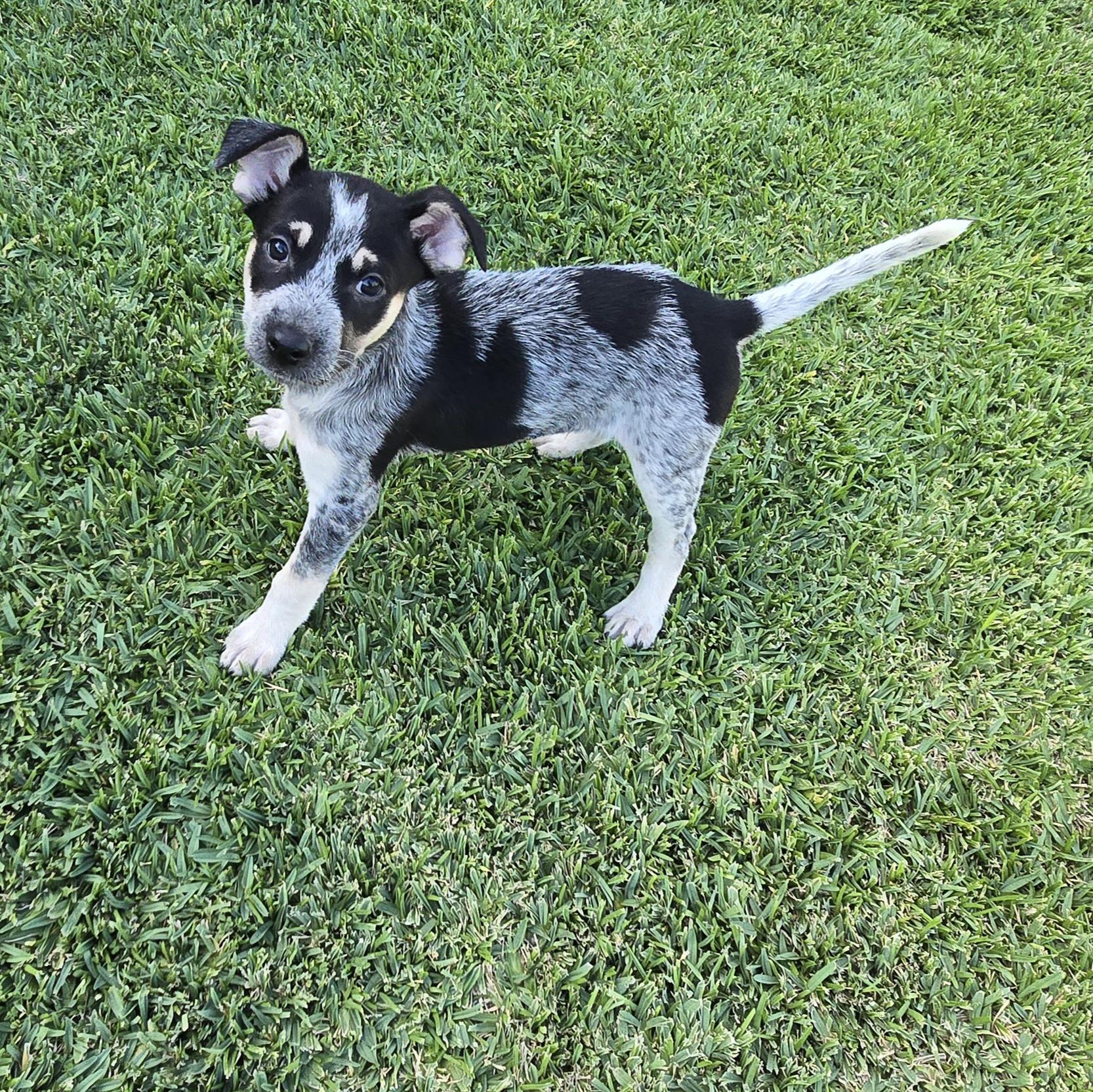 Enlarge Shadow, a Adopted mixed breed in North Hollywood, CA image 2/4