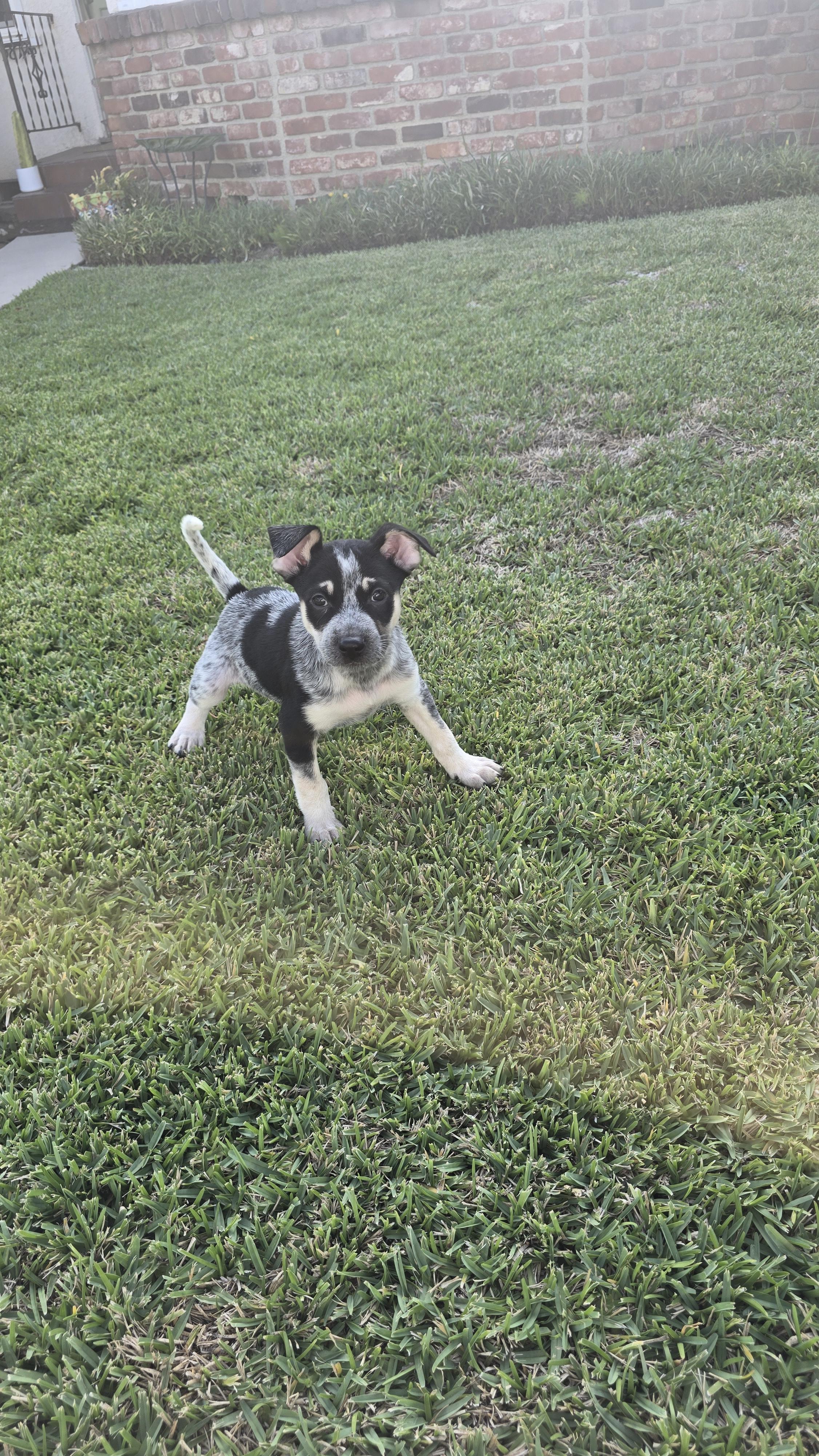 Shadow, Adopted, Puppy Male Australian Cattle Dog / Blue Heeler.