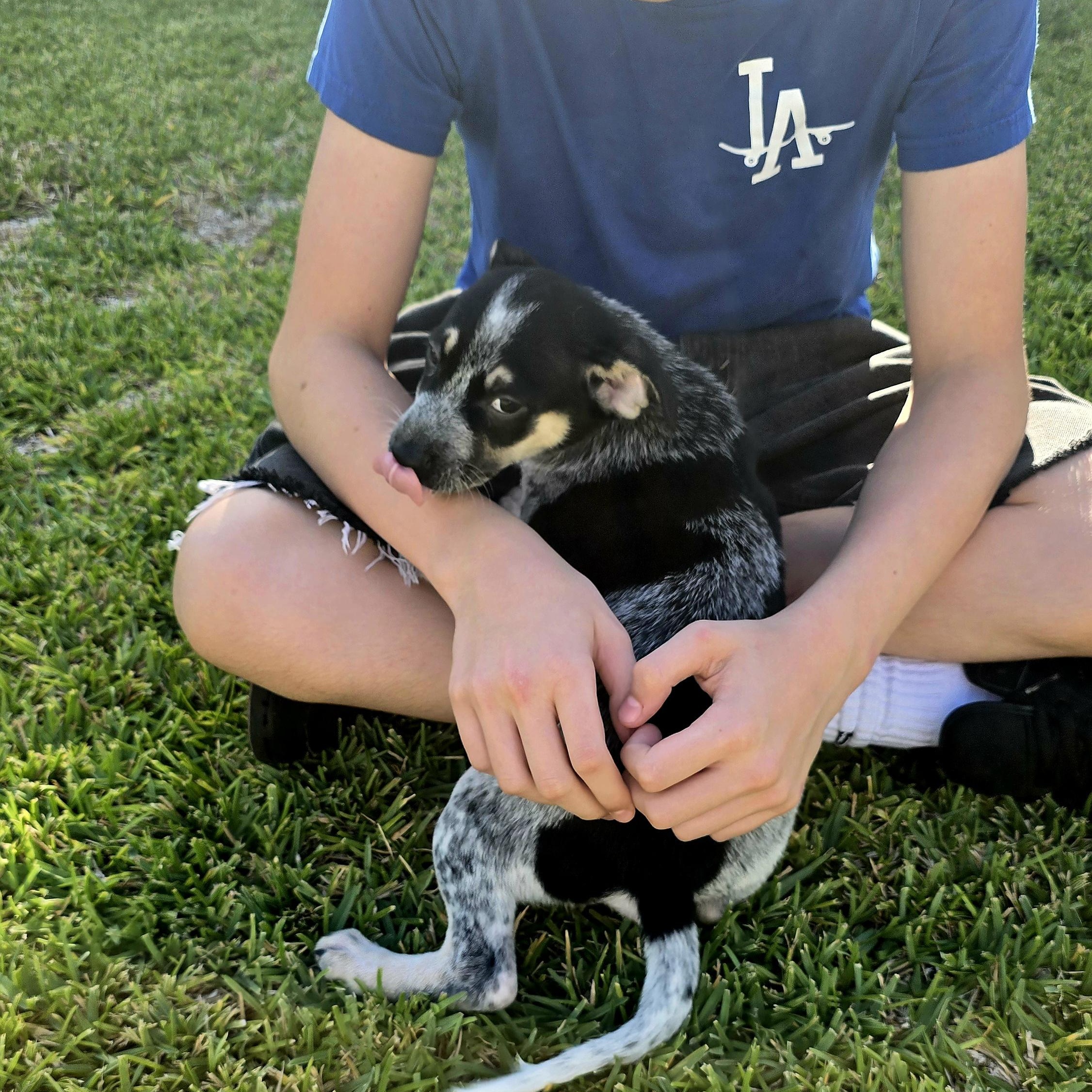 Enlarge Shadow, a Adopted mixed breed in North Hollywood, CA image 4/4