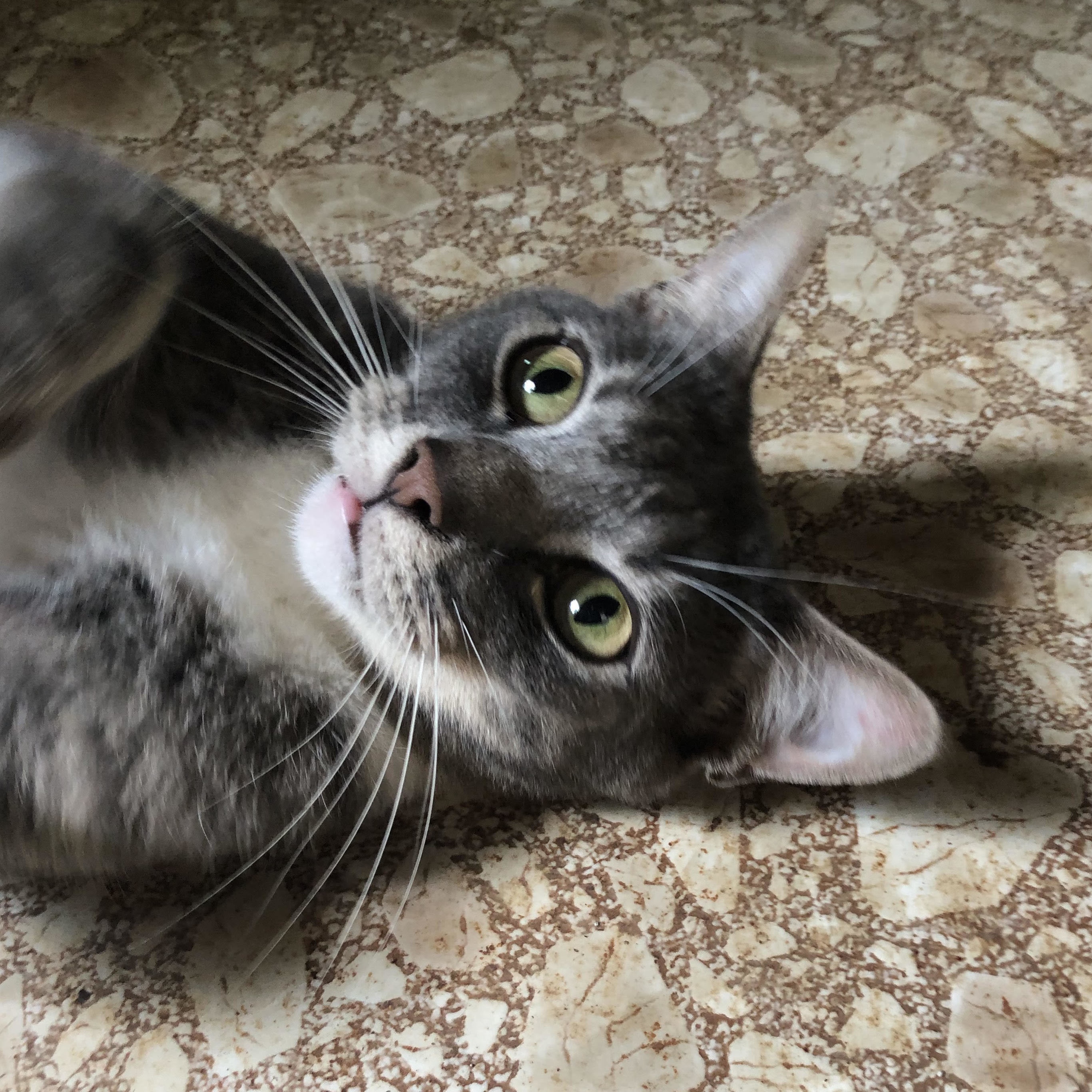 Sebastian, Adoptable, Adult Male Domestic Short Hair.