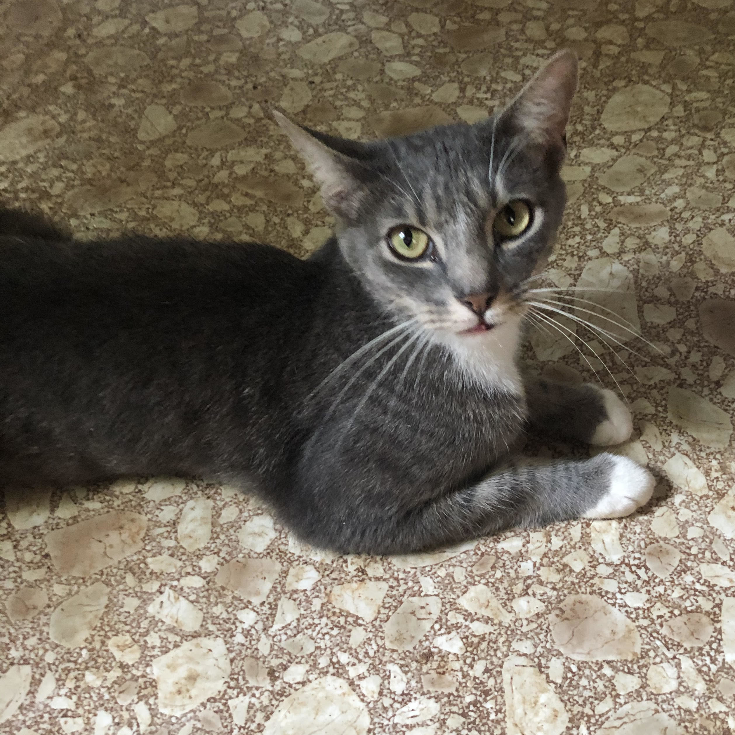 Enlarge Sebastian, a Adoptable Domestic Short Hair in Marion, NC image 8/12