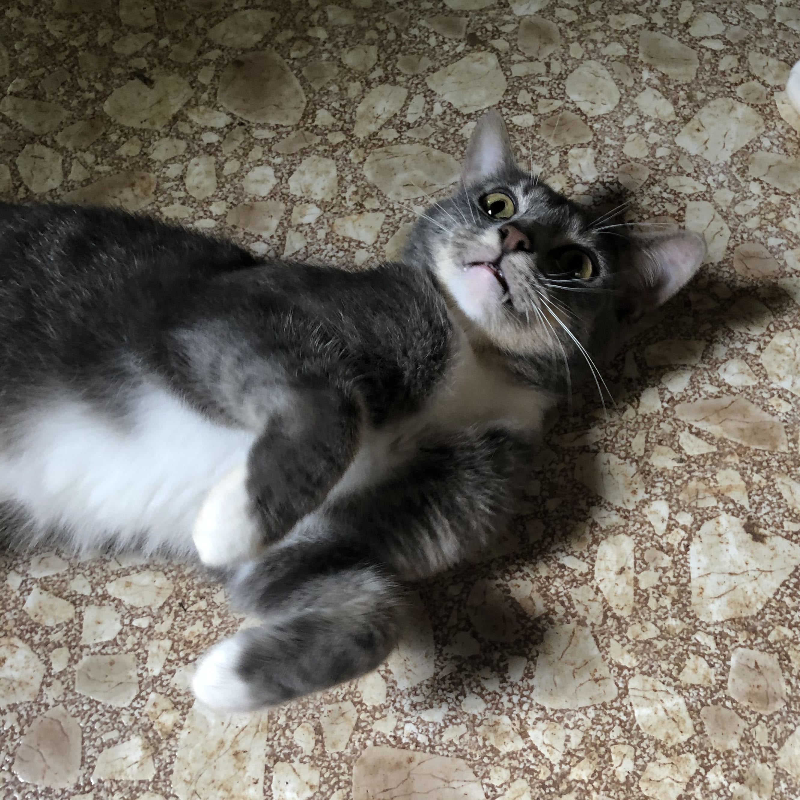 Enlarge Sebastian, a Adoptable Domestic Short Hair in Marion, NC image 9/12