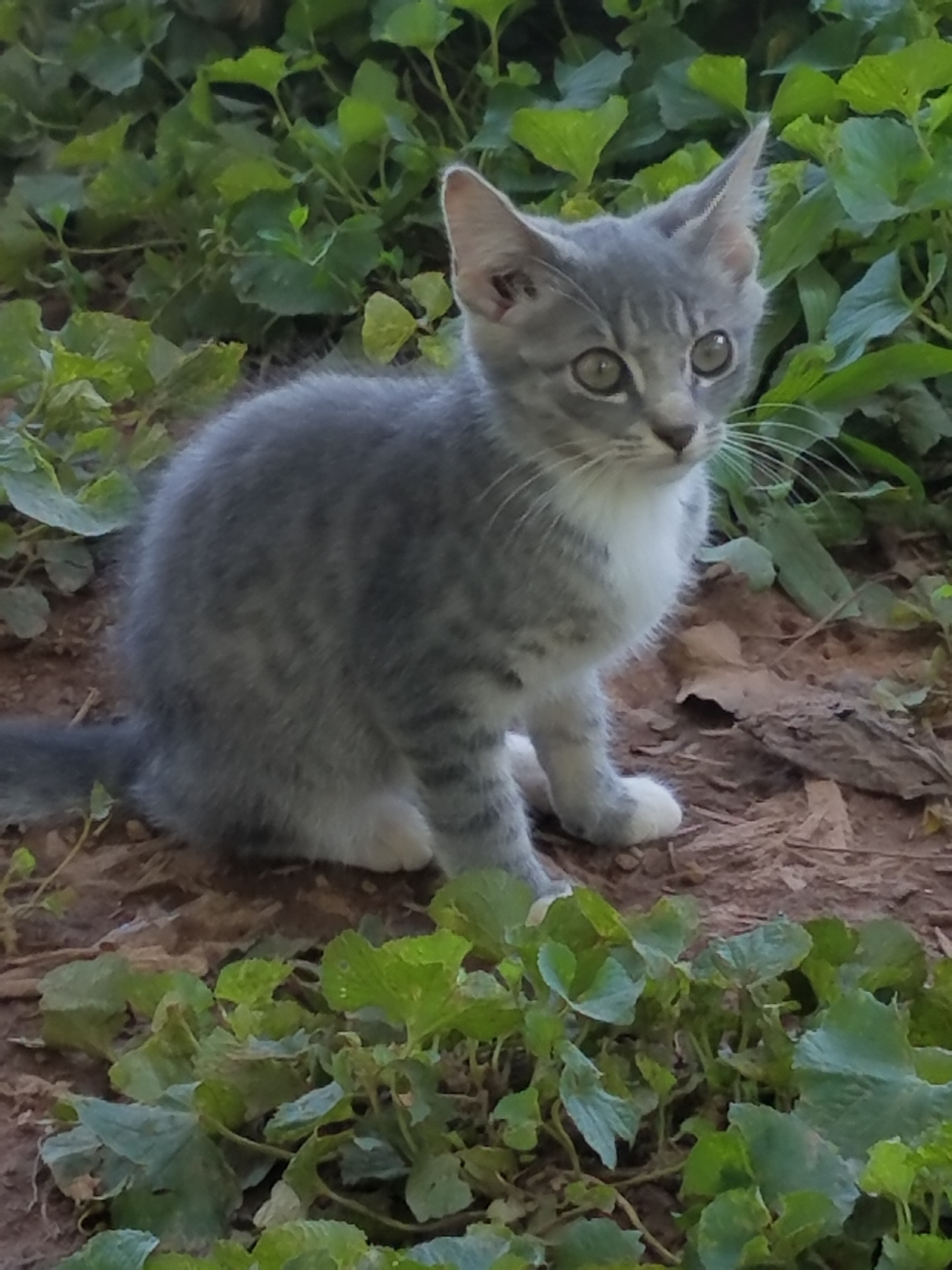 Enlarge Sebastian, a Adoptable Domestic Short Hair in Marion, NC image 10/12