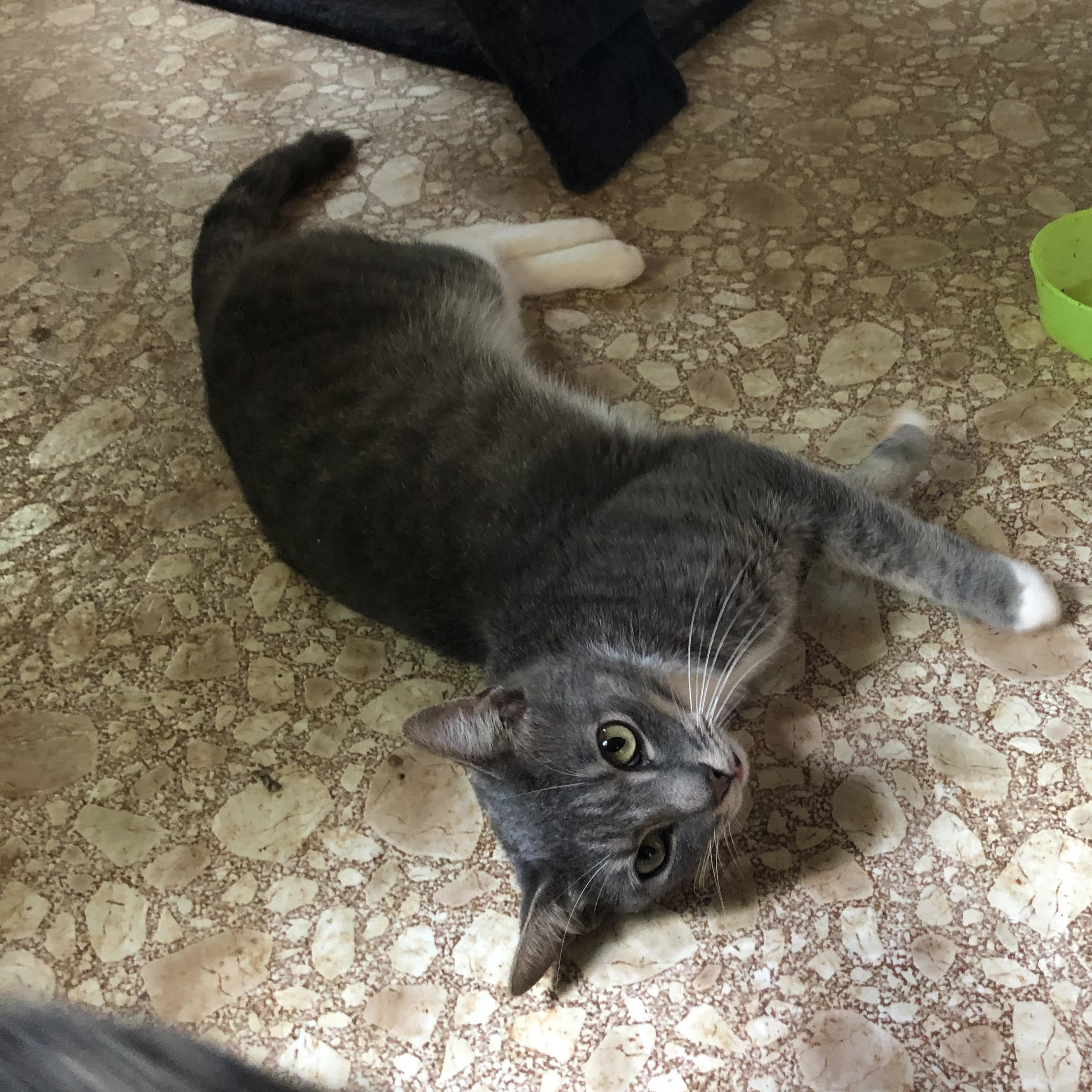 Enlarge Sebastian, a Adoptable Domestic Short Hair in Marion, NC image 11/12