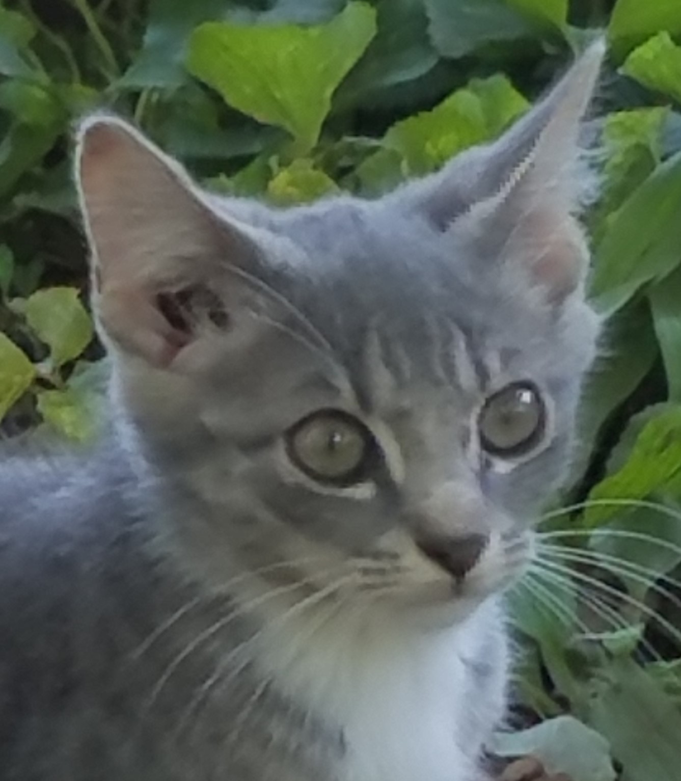 Enlarge Sebastian, a Adoptable Domestic Short Hair in Marion, NC image 12/12