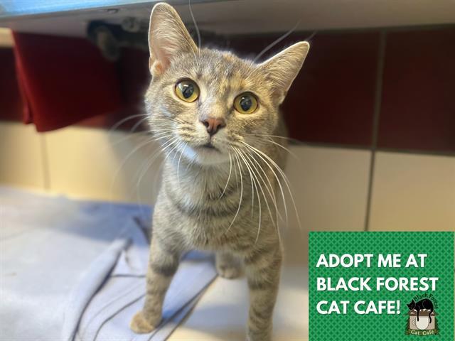 CHEEKIES, Adoptable, Young Female Domestic Short Hair.