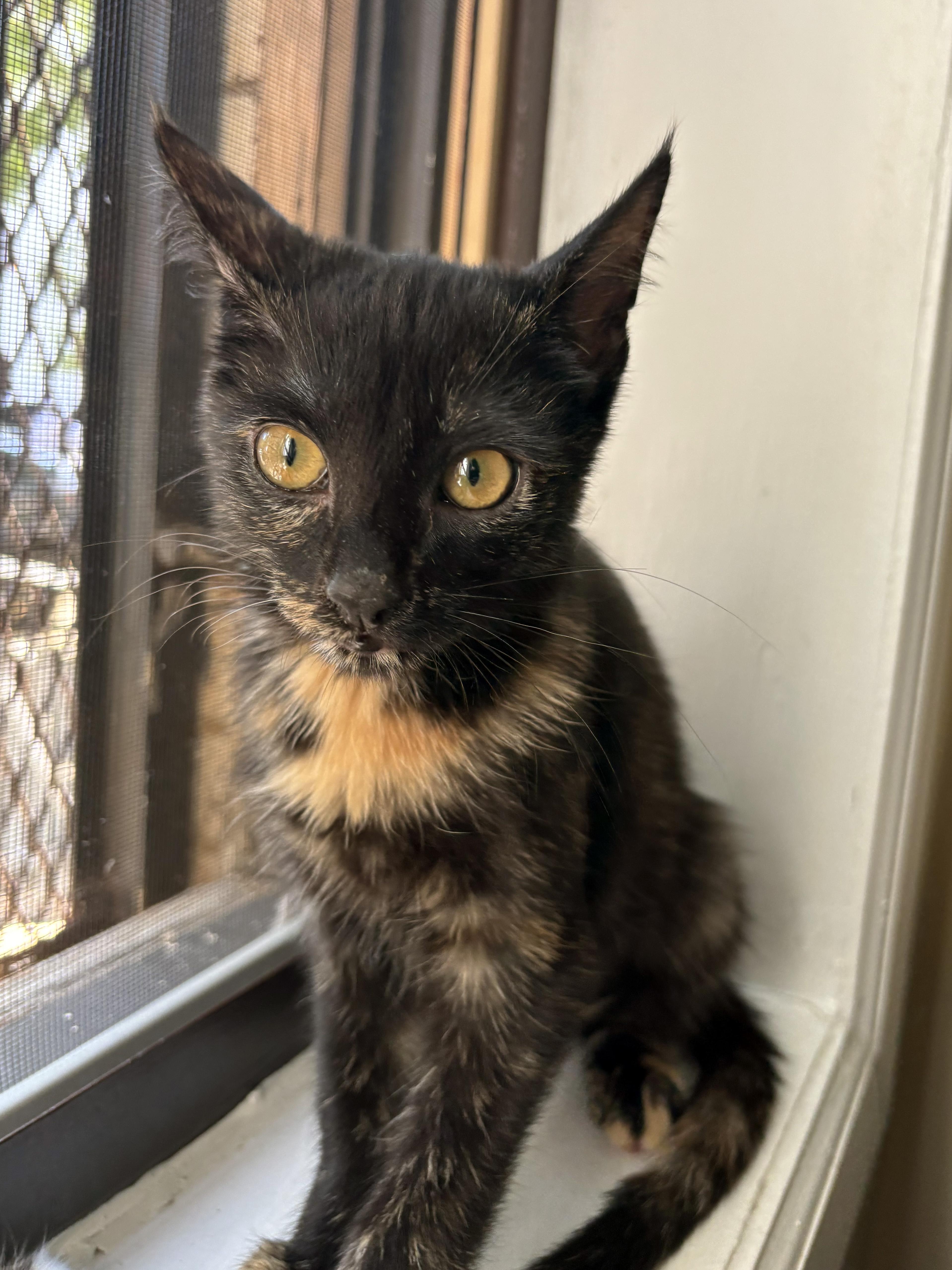 Lili, Adoptable, Young Female Domestic Short Hair.