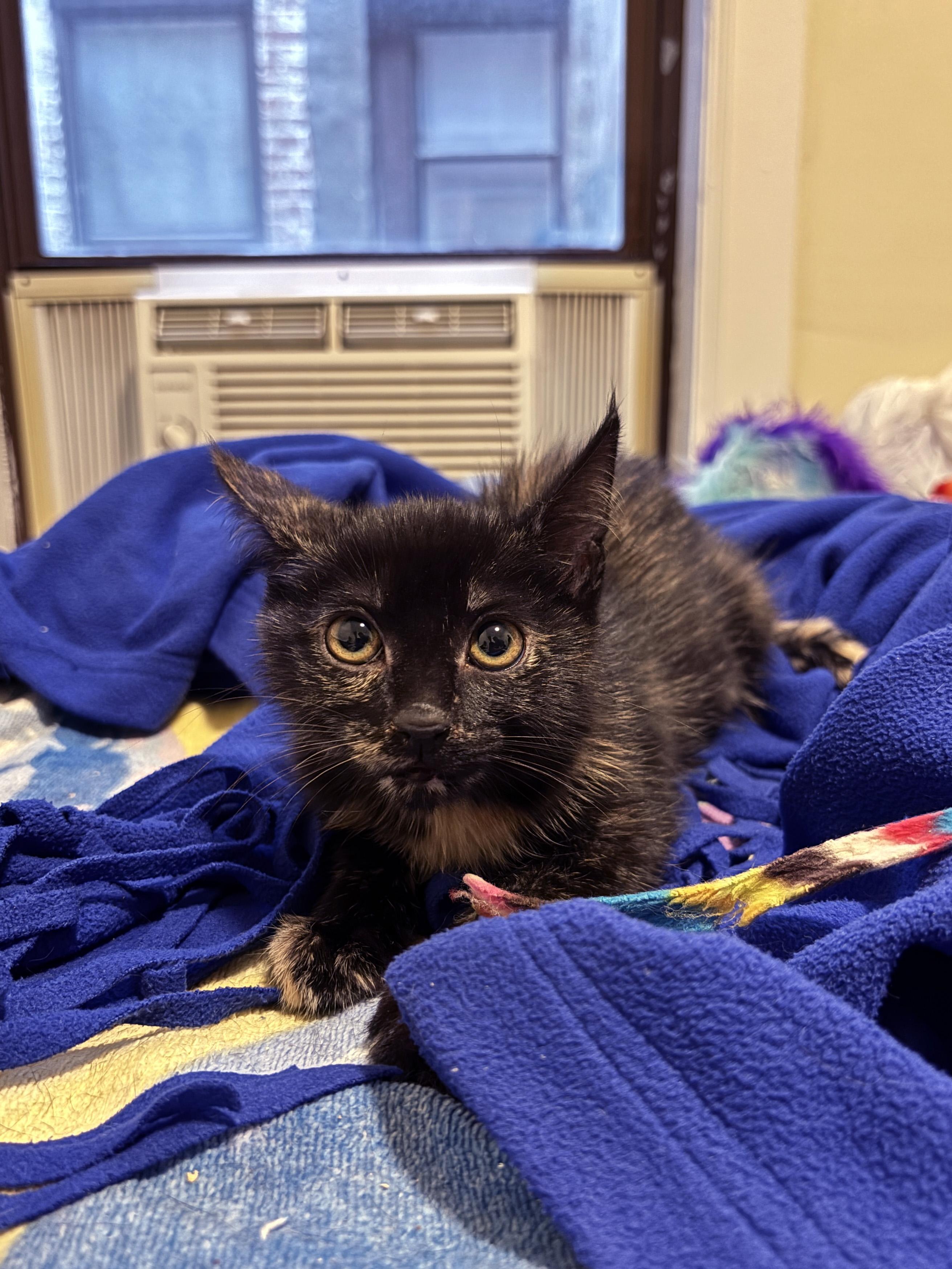 Lili, a Adoptable Domestic Short Hair in Brooklyn, NY image 5/5