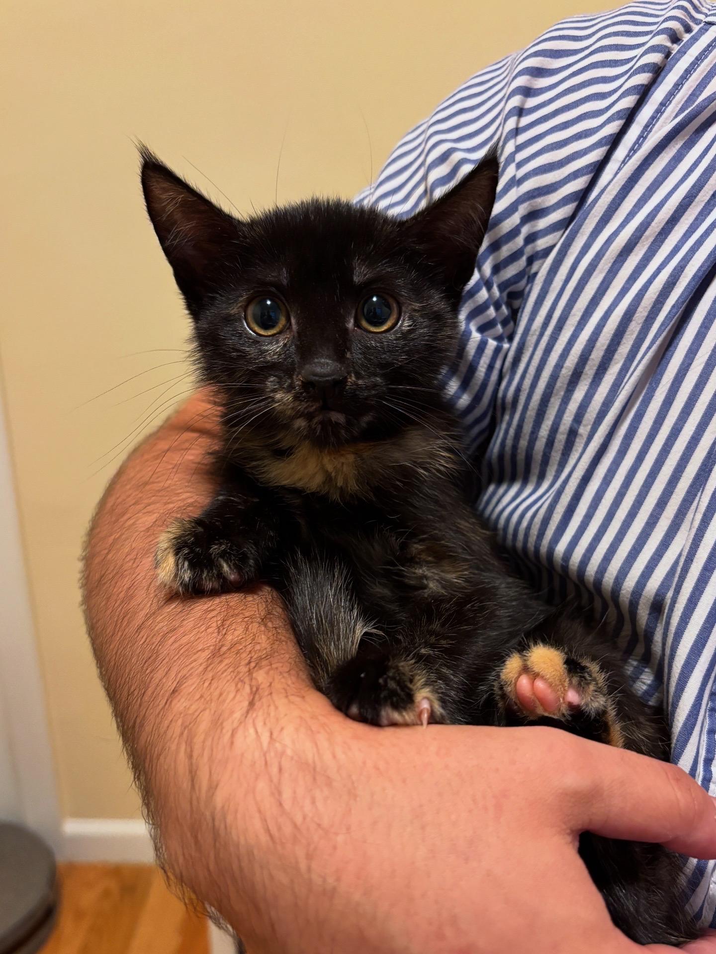 Lili, a Adoptable Domestic Short Hair in Brooklyn, NY image 4/5