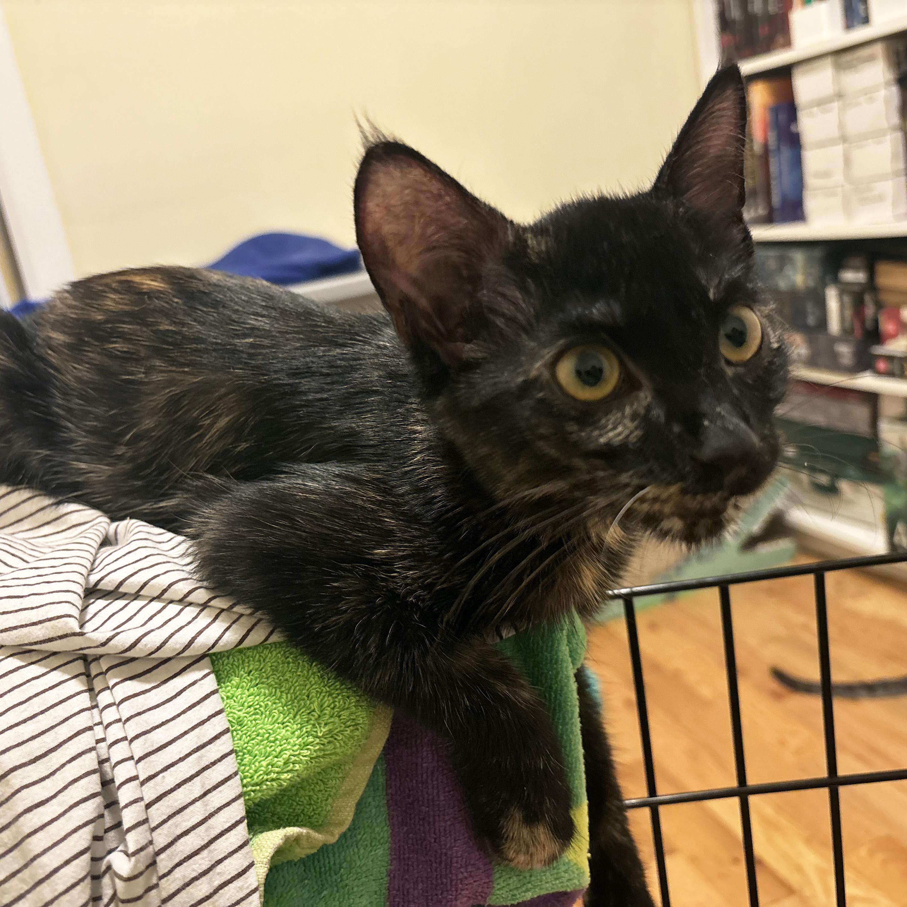 Lili, a Adoptable Domestic Short Hair in Brooklyn, NY image 2/5