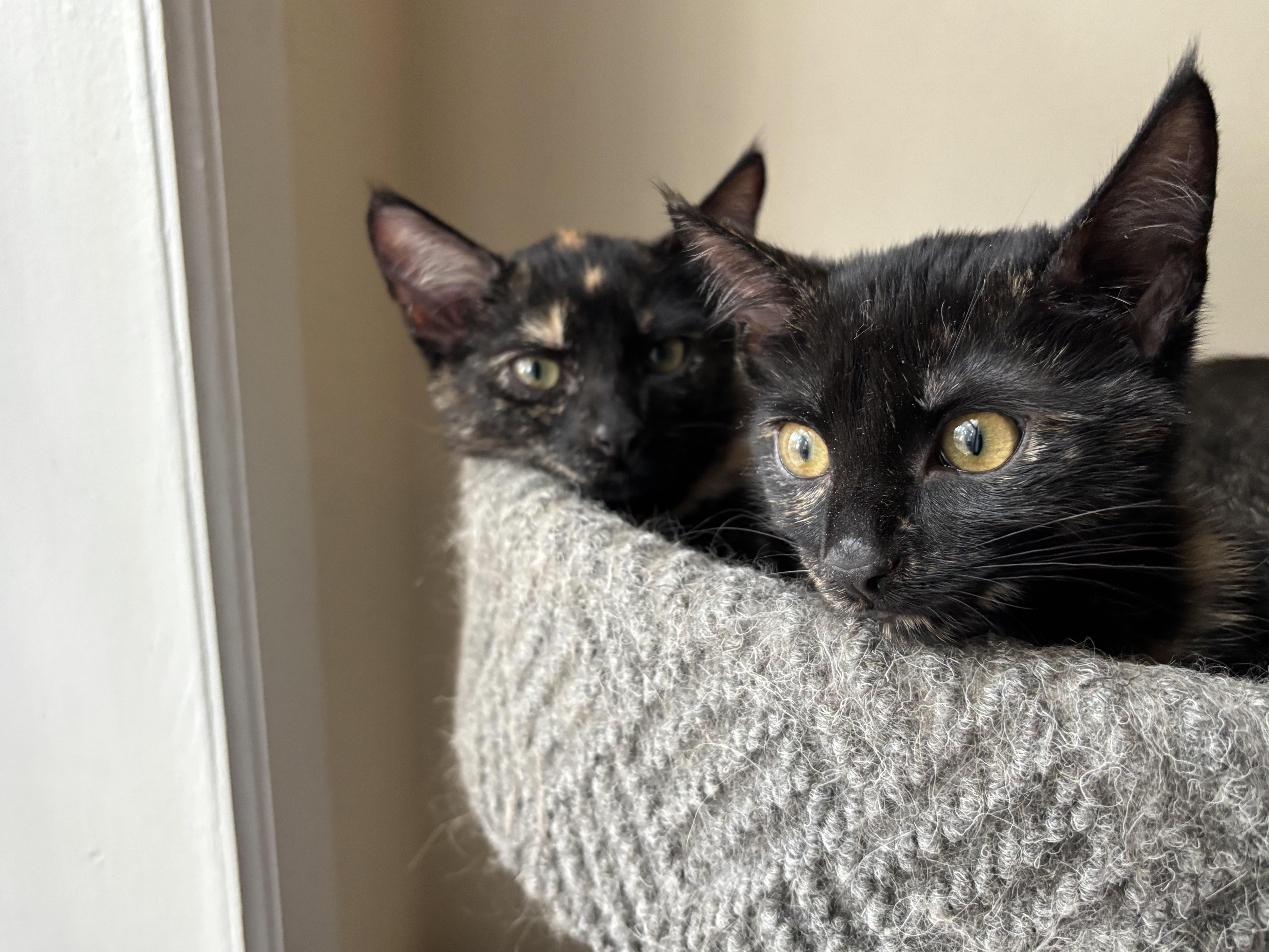 Lili, a Adoptable Domestic Short Hair in Brooklyn, NY image 3/5