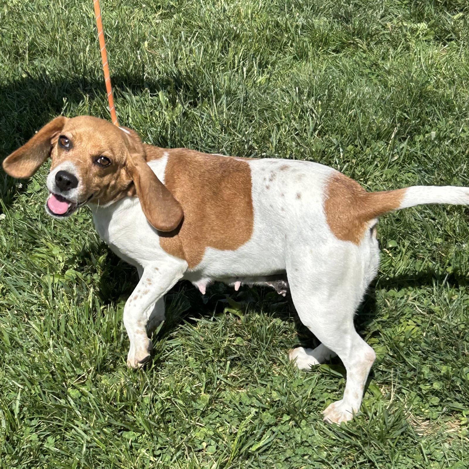Enlarge Lottie, a Adoptable Beagle in Norwood, OH image 3/3