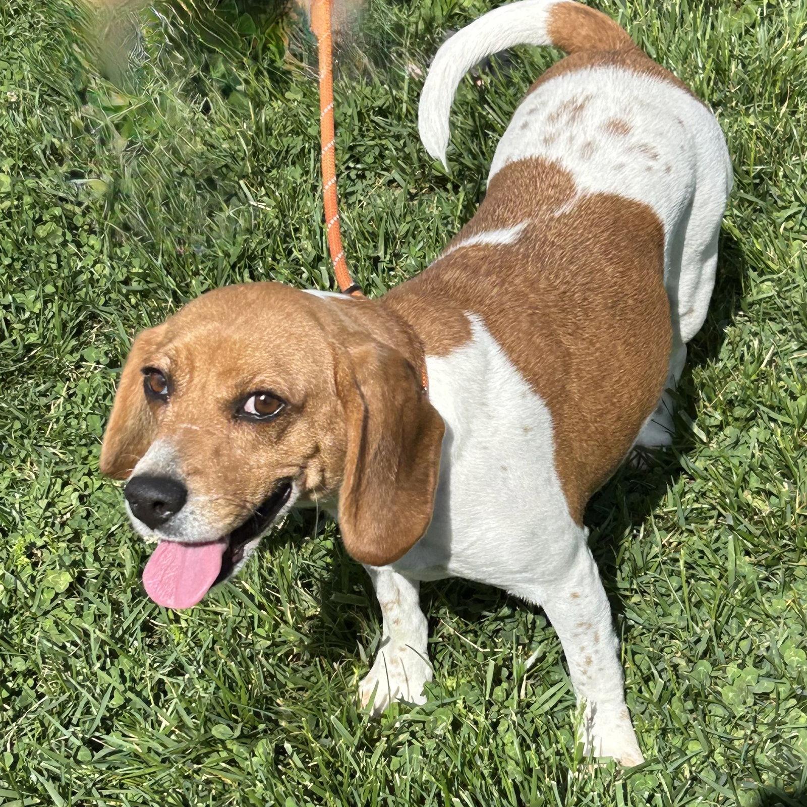 Enlarge Lottie, a Adoptable Beagle in Norwood, OH image 2/3