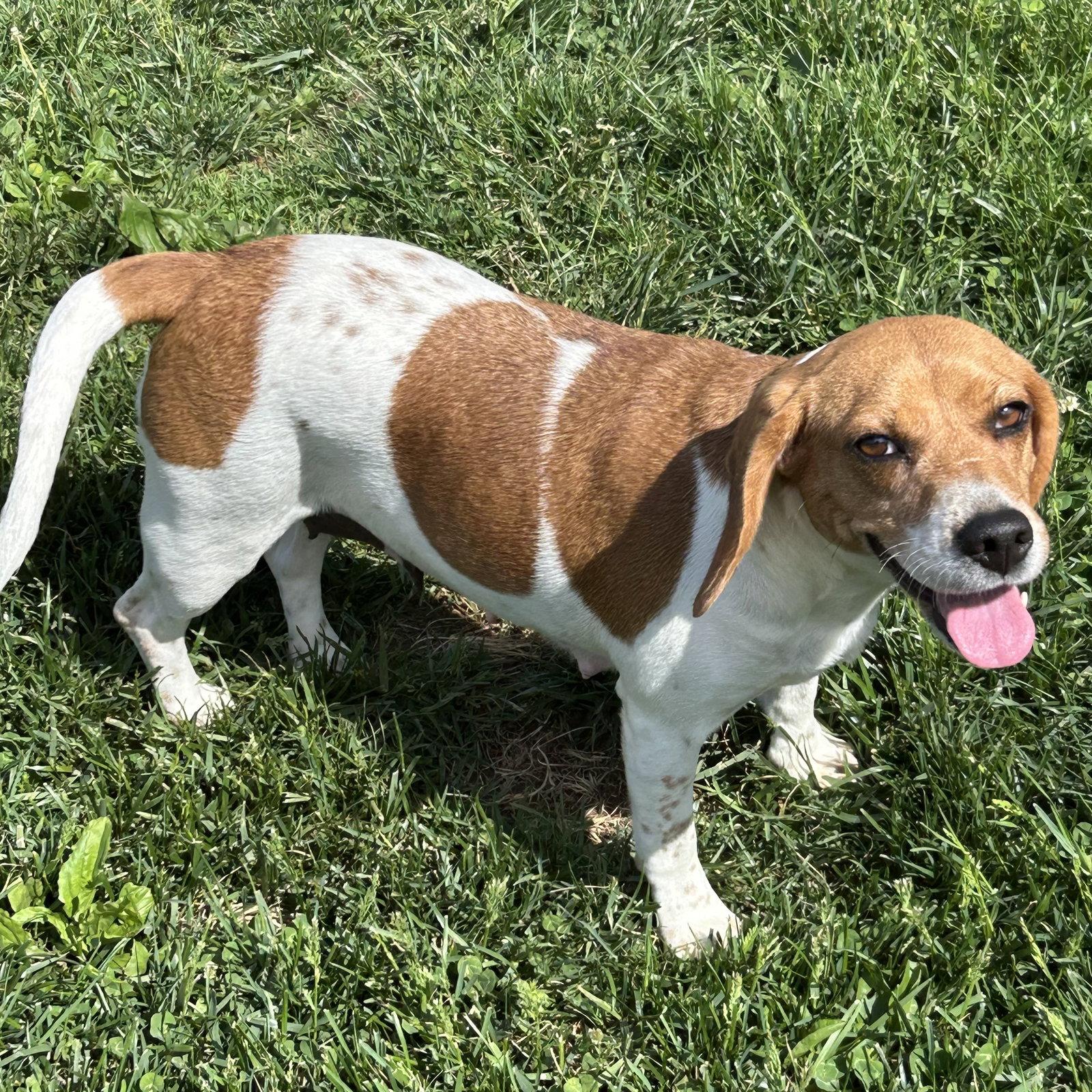 Enlarge Lottie, a Adoptable Beagle in Norwood, OH image 1/3