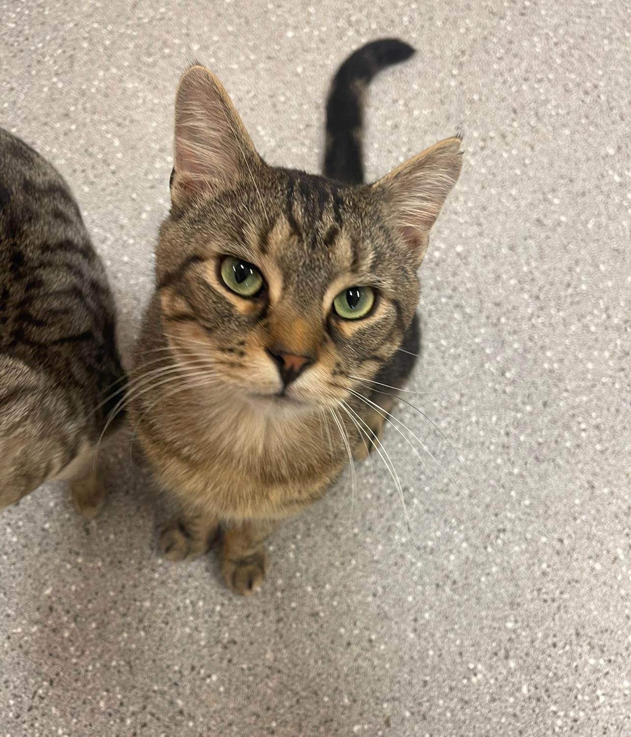 Topaz, a Adoptable Domestic Short Hair in Indiana, PA image 4/5