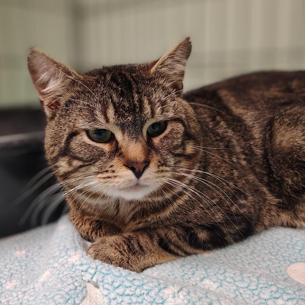 Topaz, Adoptable, Young Male Domestic Short Hair.