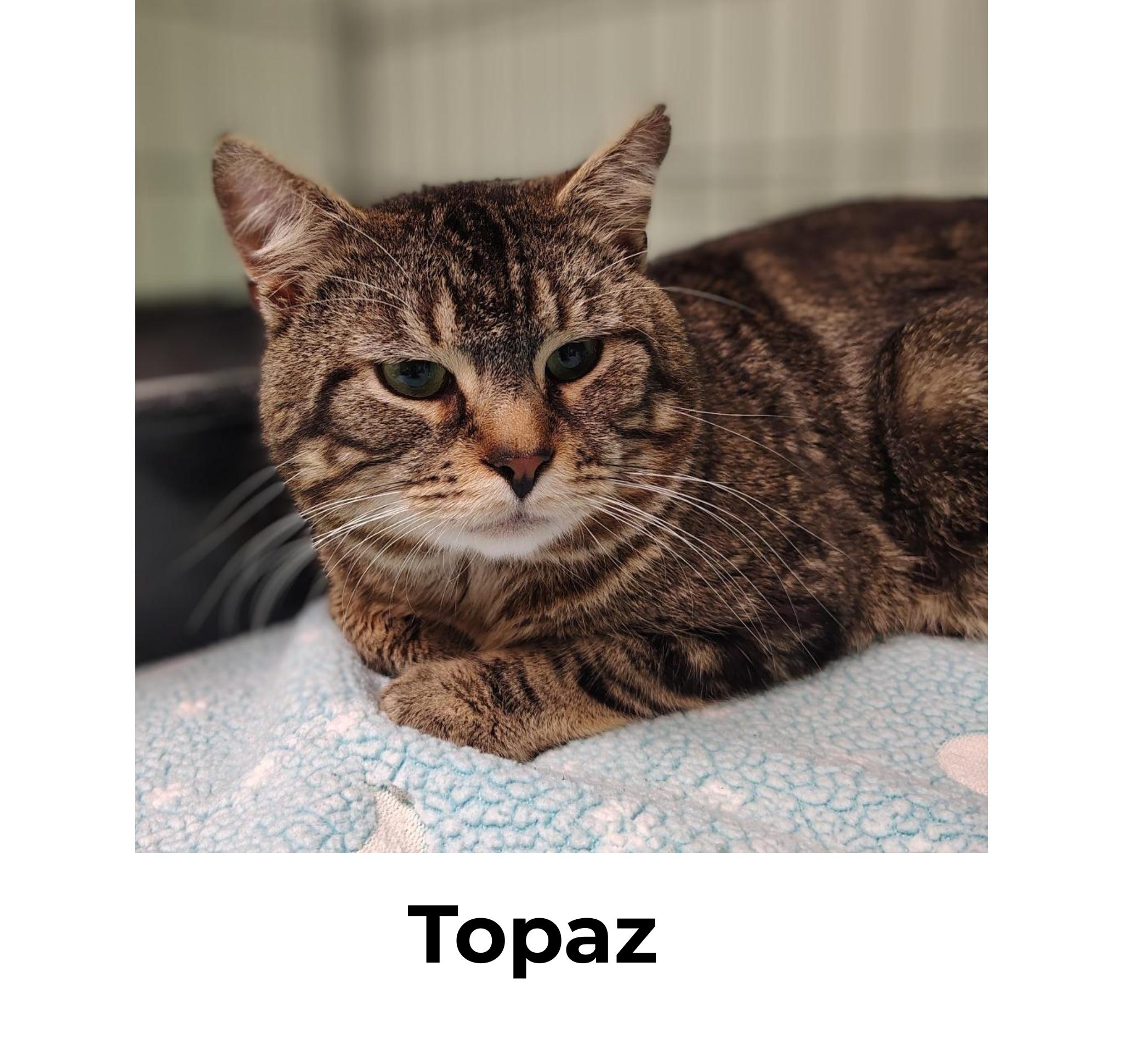 Enlarge Diamond + Topaz, a Adoptable Domestic Short Hair in Indiana, PA image 3/4
