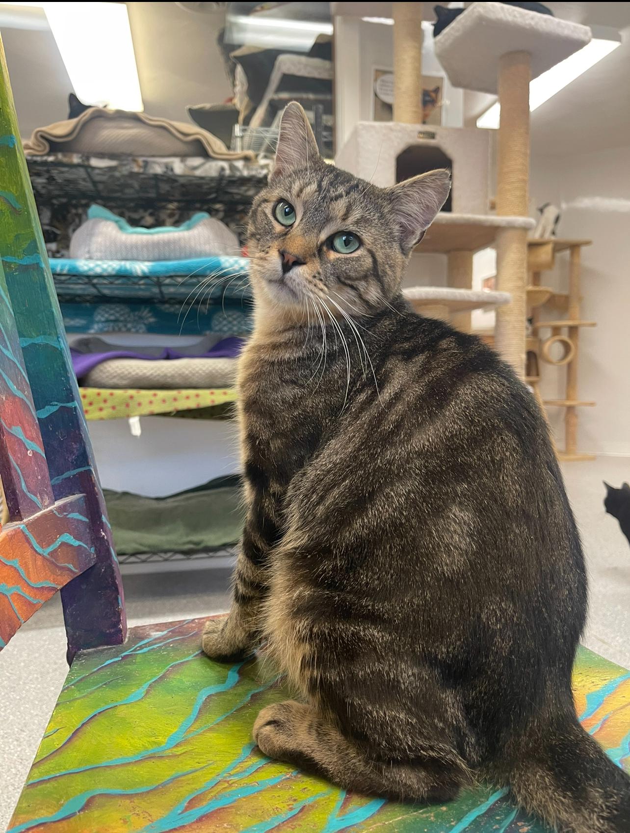 Topaz, a Adoptable Domestic Short Hair in Indiana, PA image 1/5