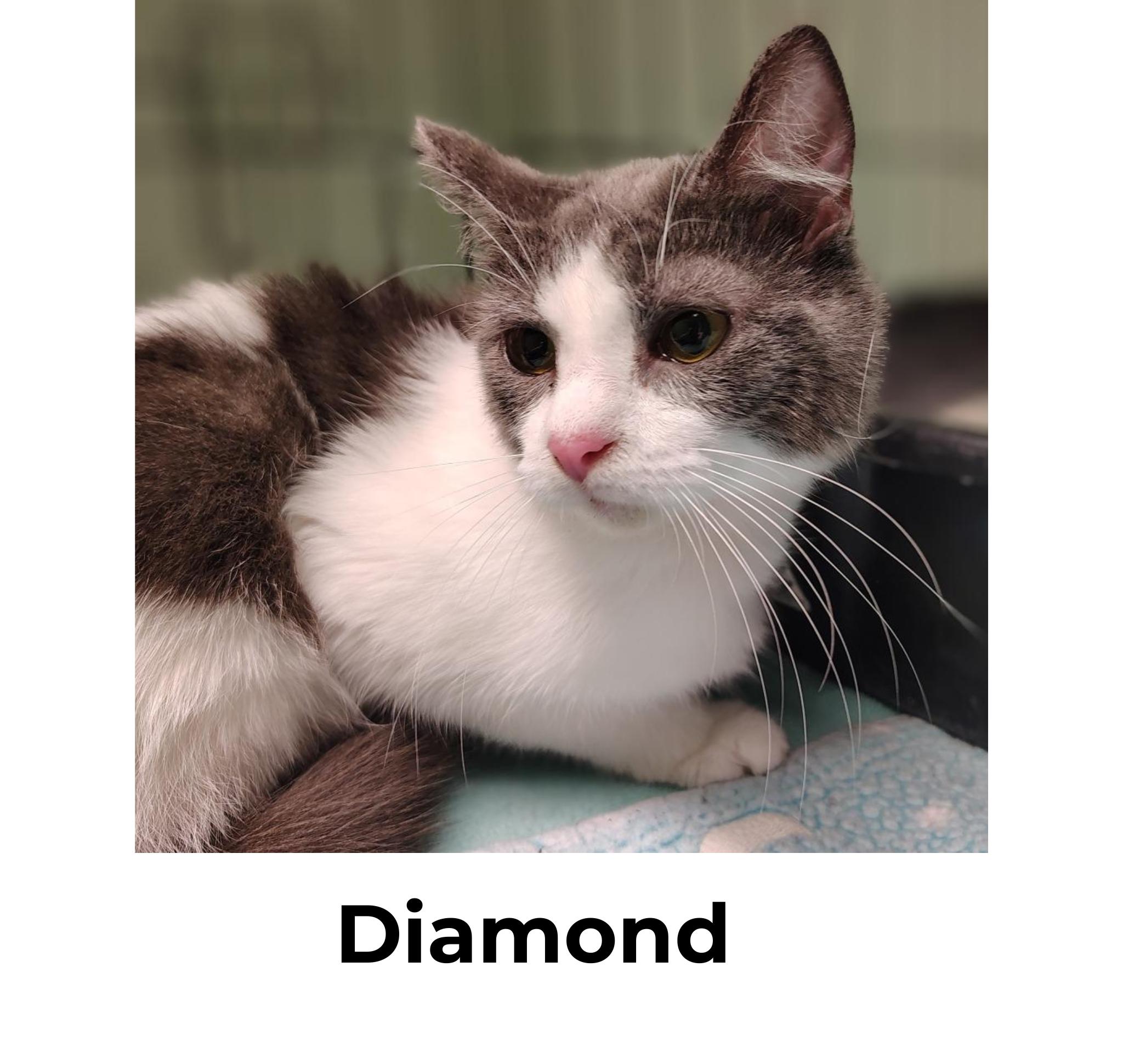 Enlarge Diamond + Topaz, a Adoptable Domestic Short Hair in Indiana, PA image 4/4