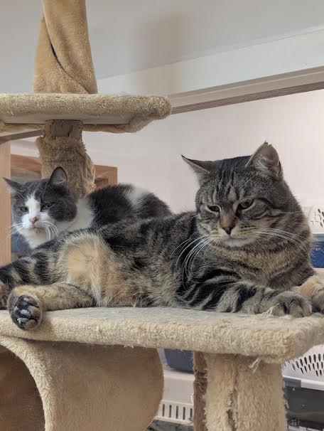 Enlarge Diamond + Topaz, a Adoptable Domestic Short Hair in Indiana, PA image 1/4