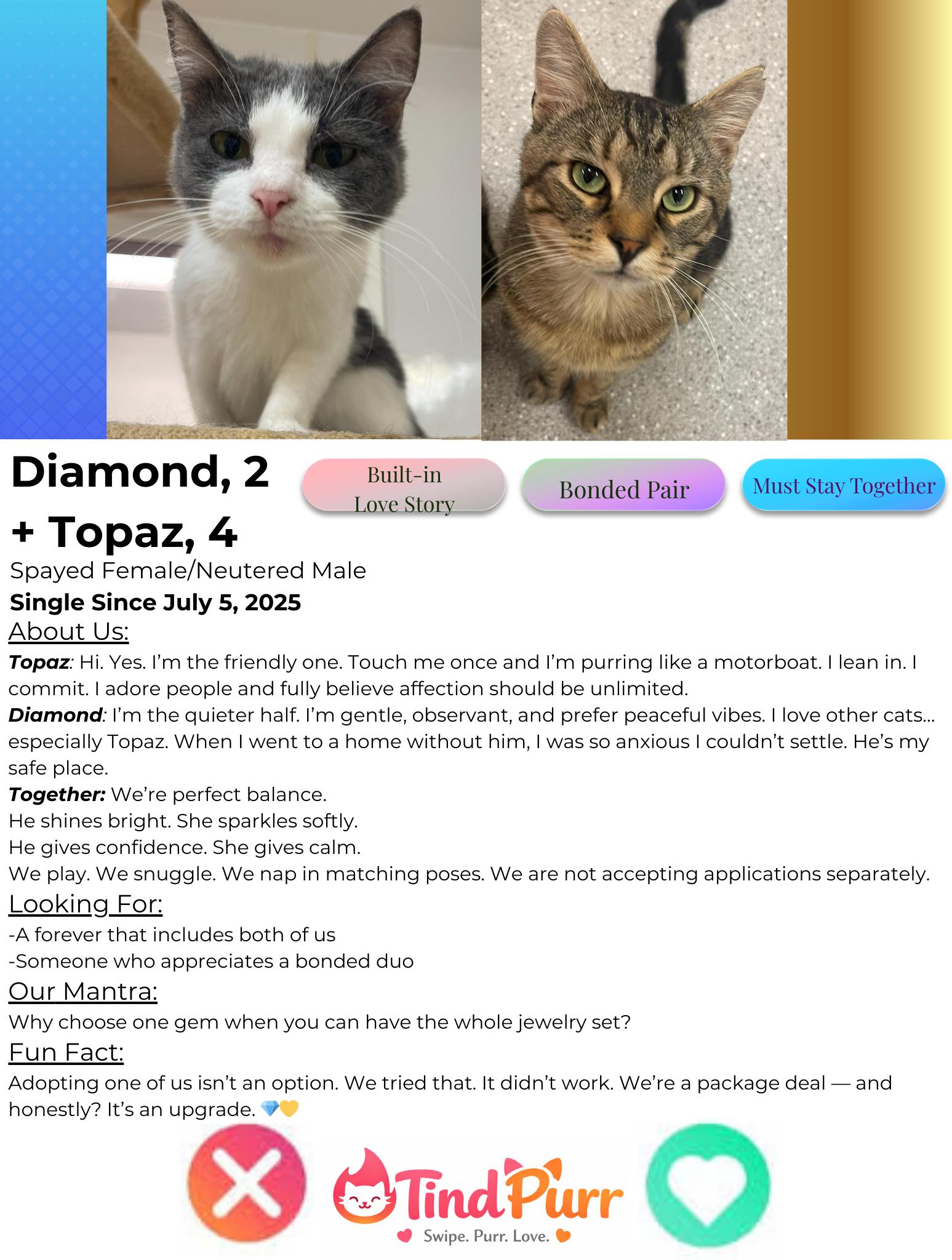 Enlarge Diamond + Topaz, a Adoptable Domestic Short Hair in Indiana, PA image 2/4