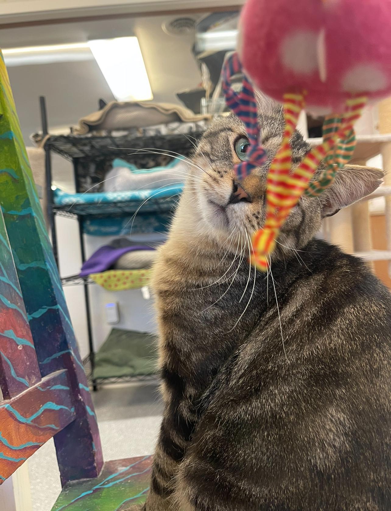 Topaz, a Adoptable Domestic Short Hair in Indiana, PA image 5/5