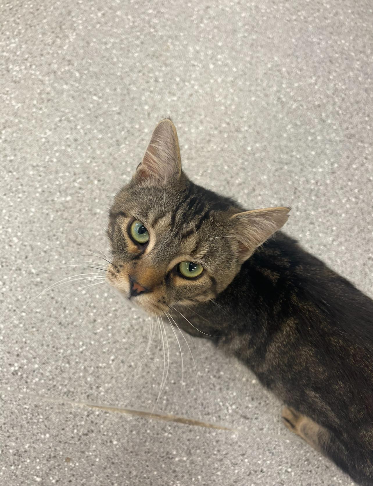 Topaz, a Adoptable Domestic Short Hair in Indiana, PA image 3/5