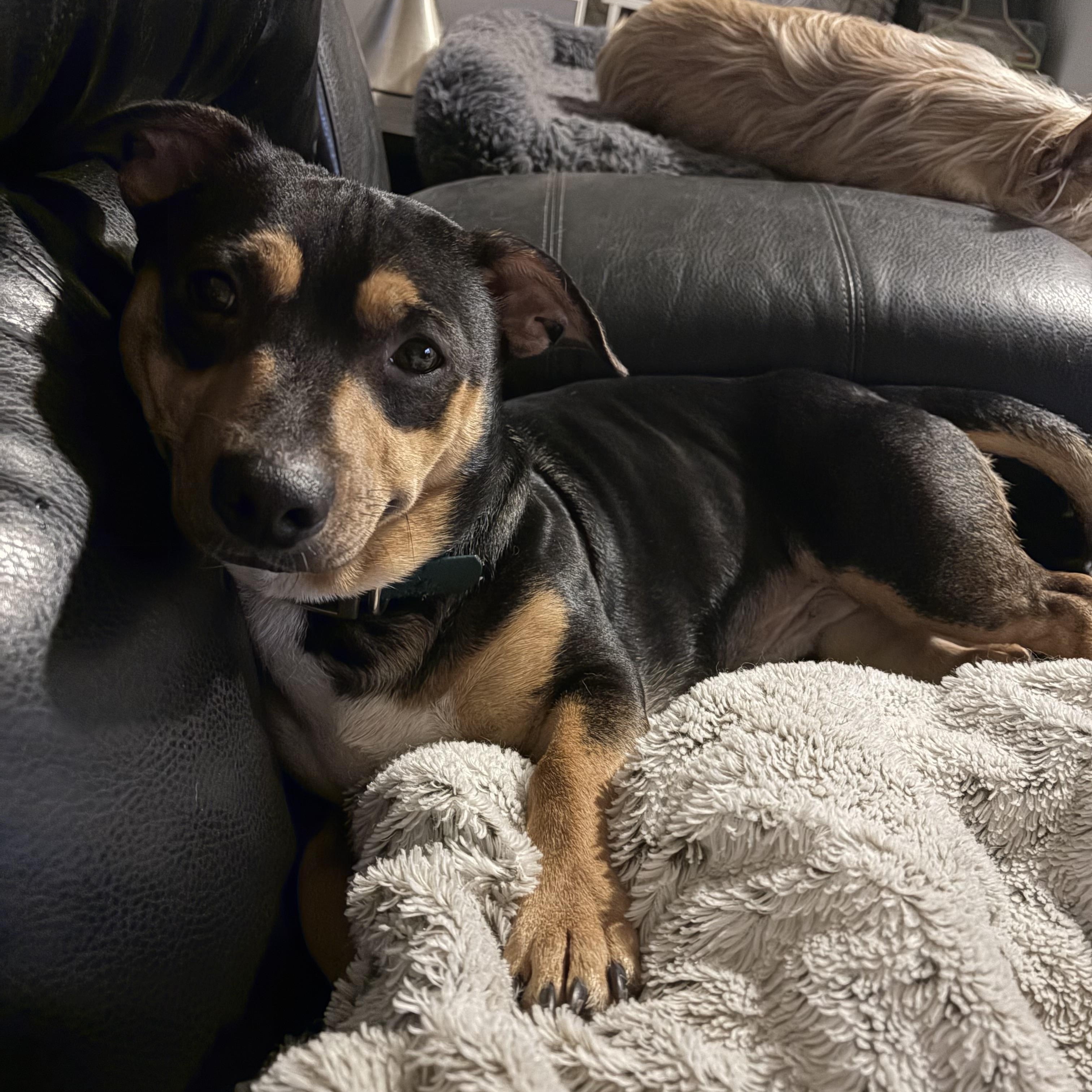 Butch, Adoptable, Young Male Terrier.