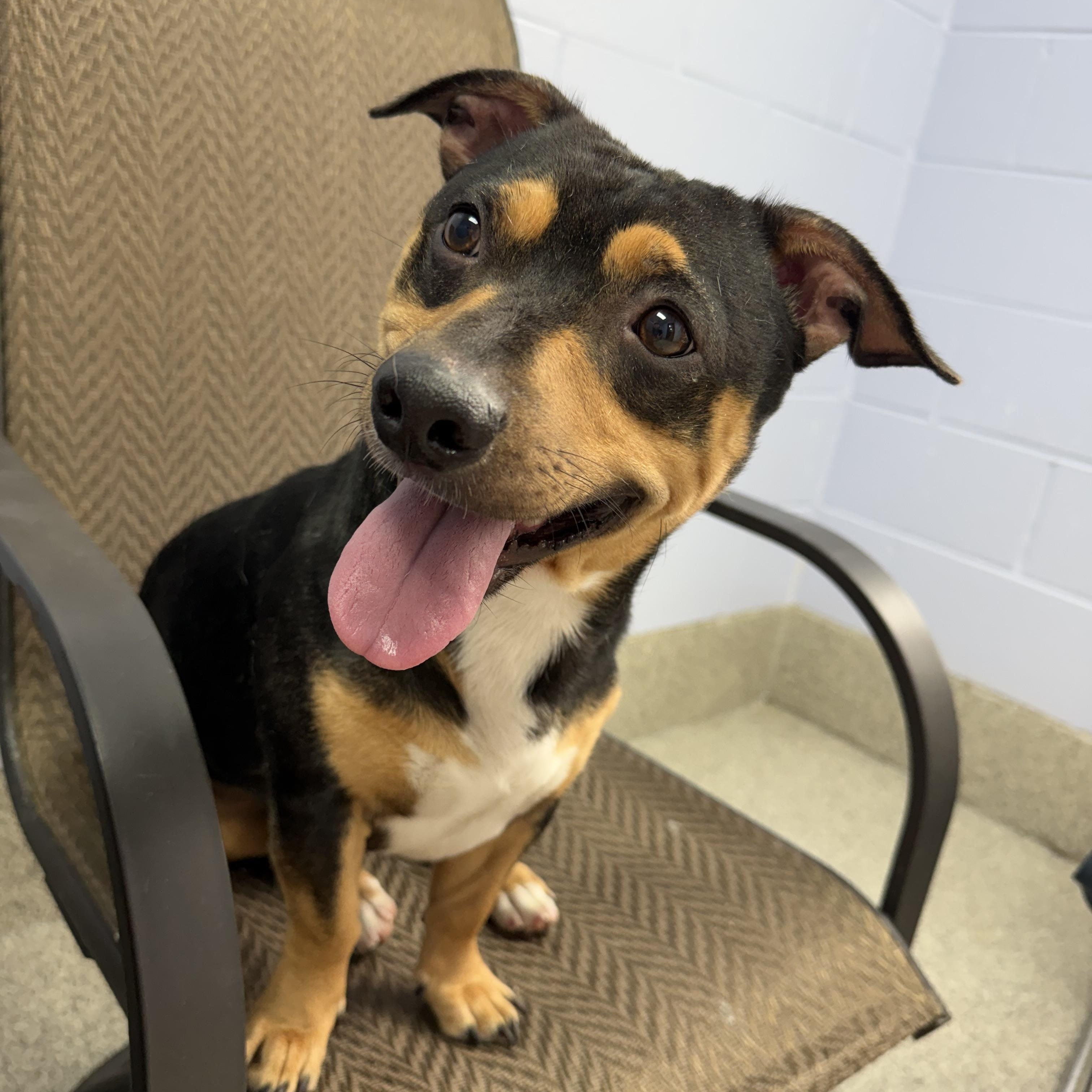 Enlarge Butch, a Adoptable mixed breed in East Lansing, MI image 3/4