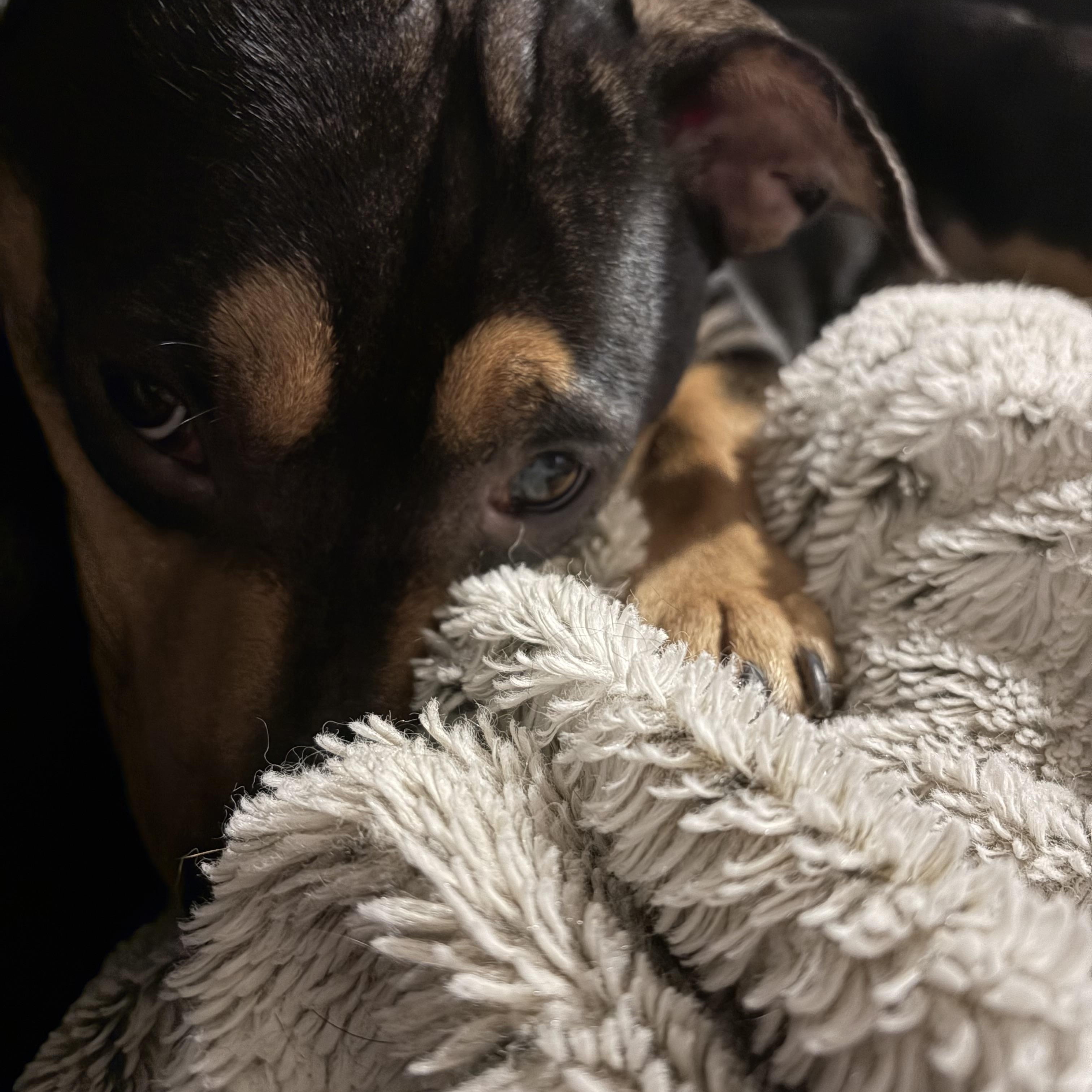 Enlarge Butch, a Adoptable mixed breed in East Lansing, MI image 2/4