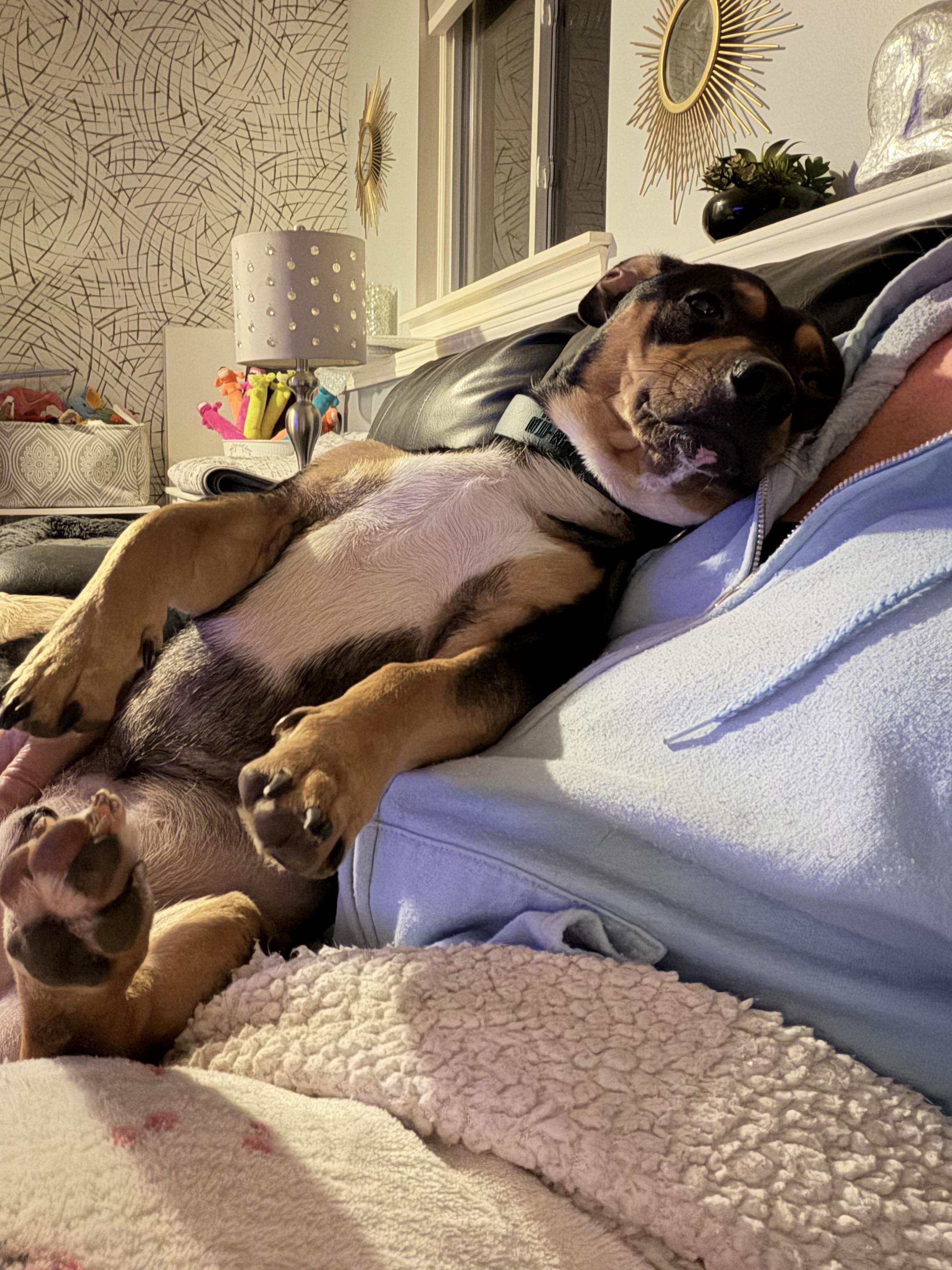 Enlarge Butch, a Adoptable mixed breed in East Lansing, MI image 4/4