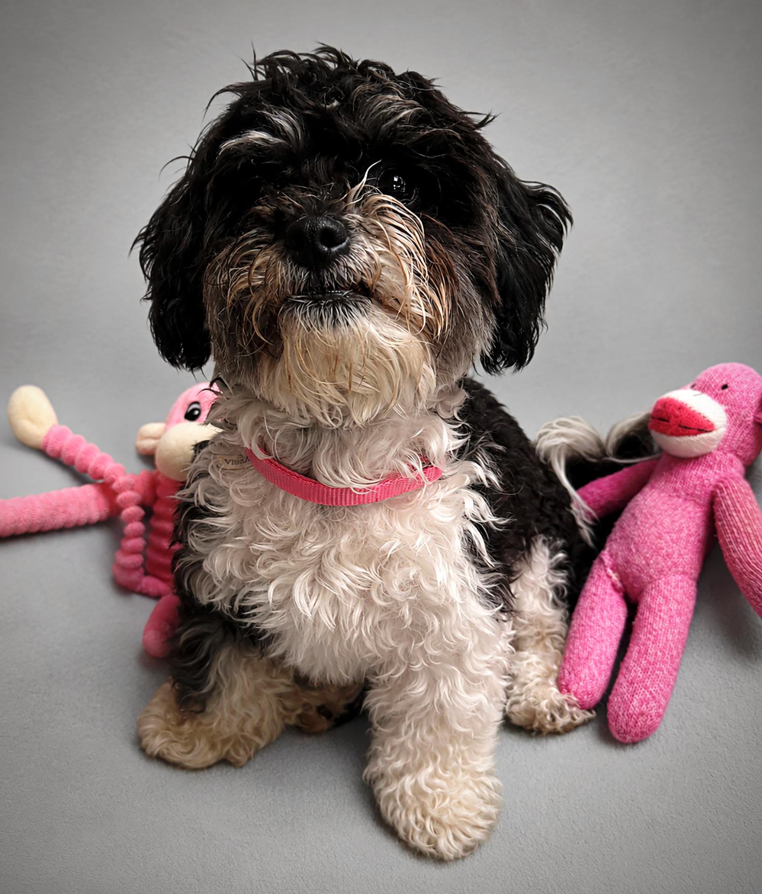 Petunia, adopted, Puppy Female Shih Tzu & Poodle.