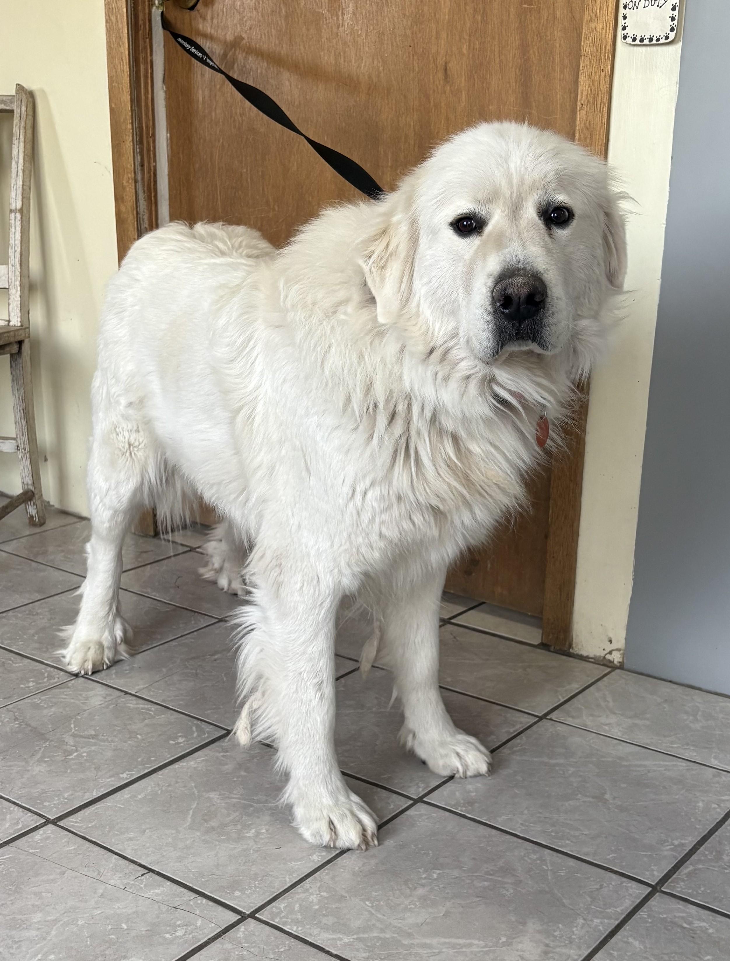 Juneau, ADOPTABLE, Adult Female Great Pyrenees.