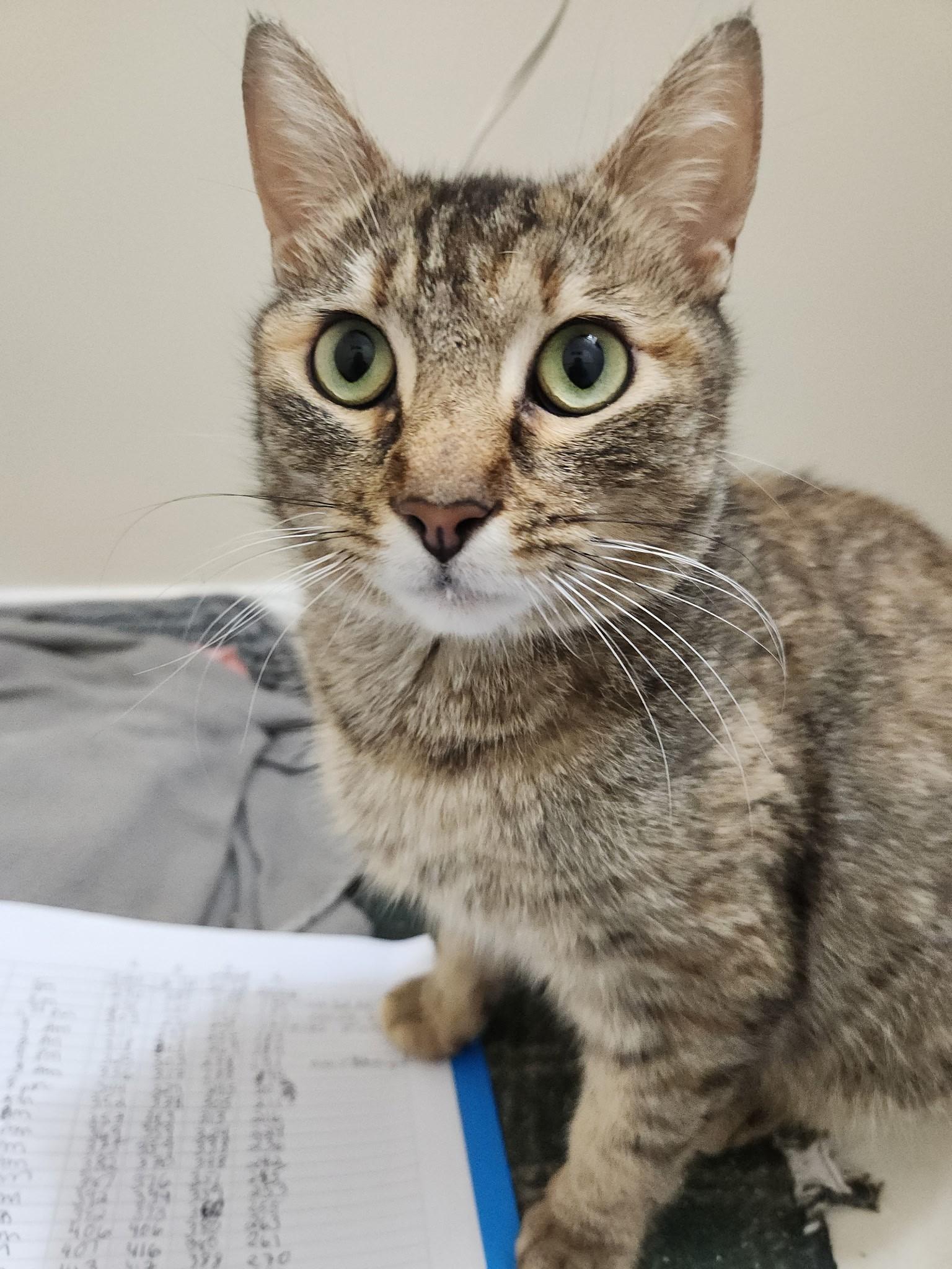 Enlarge Tasting-Survivor with a Soft Heart, a Adoptable Tabby in Laurel, MD image 4/6