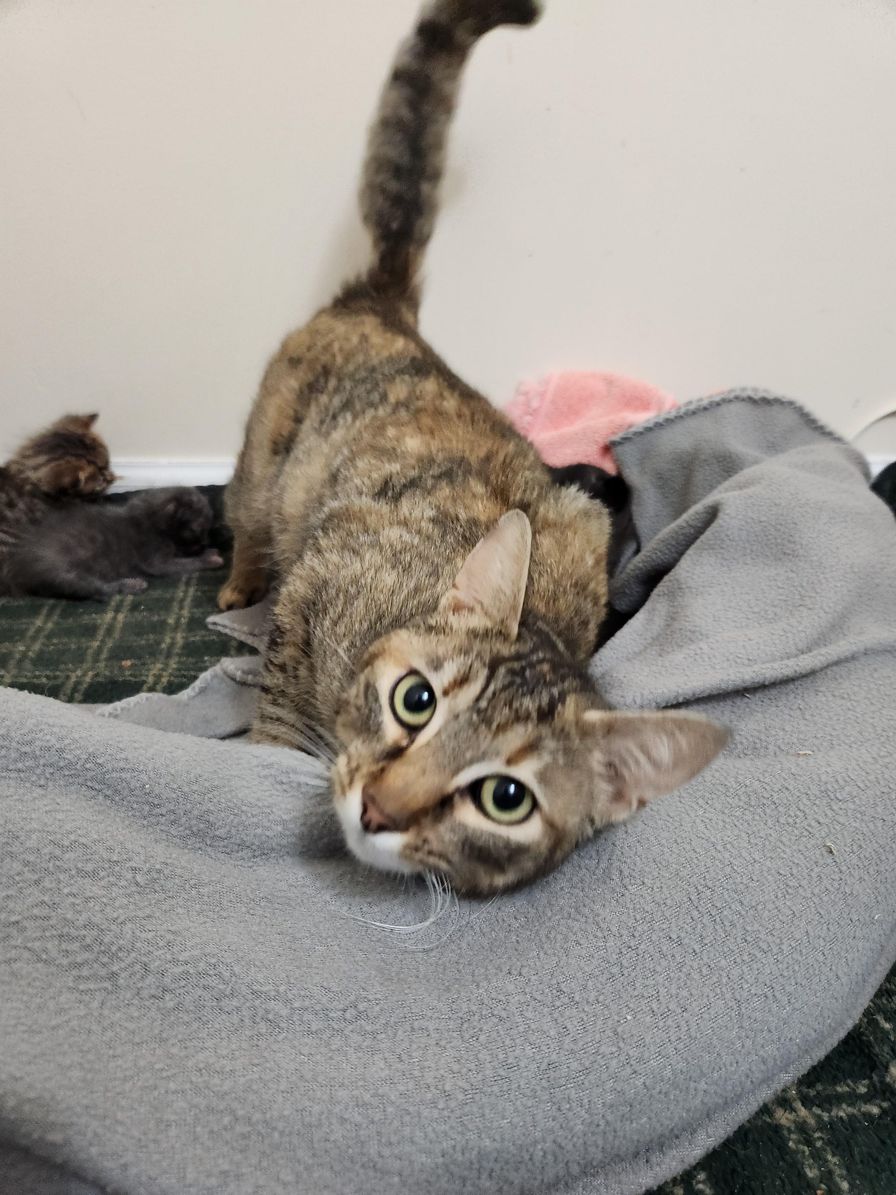 Enlarge Tasting-Survivor with a Soft Heart, a Adoptable Tabby in Laurel, MD image 3/6