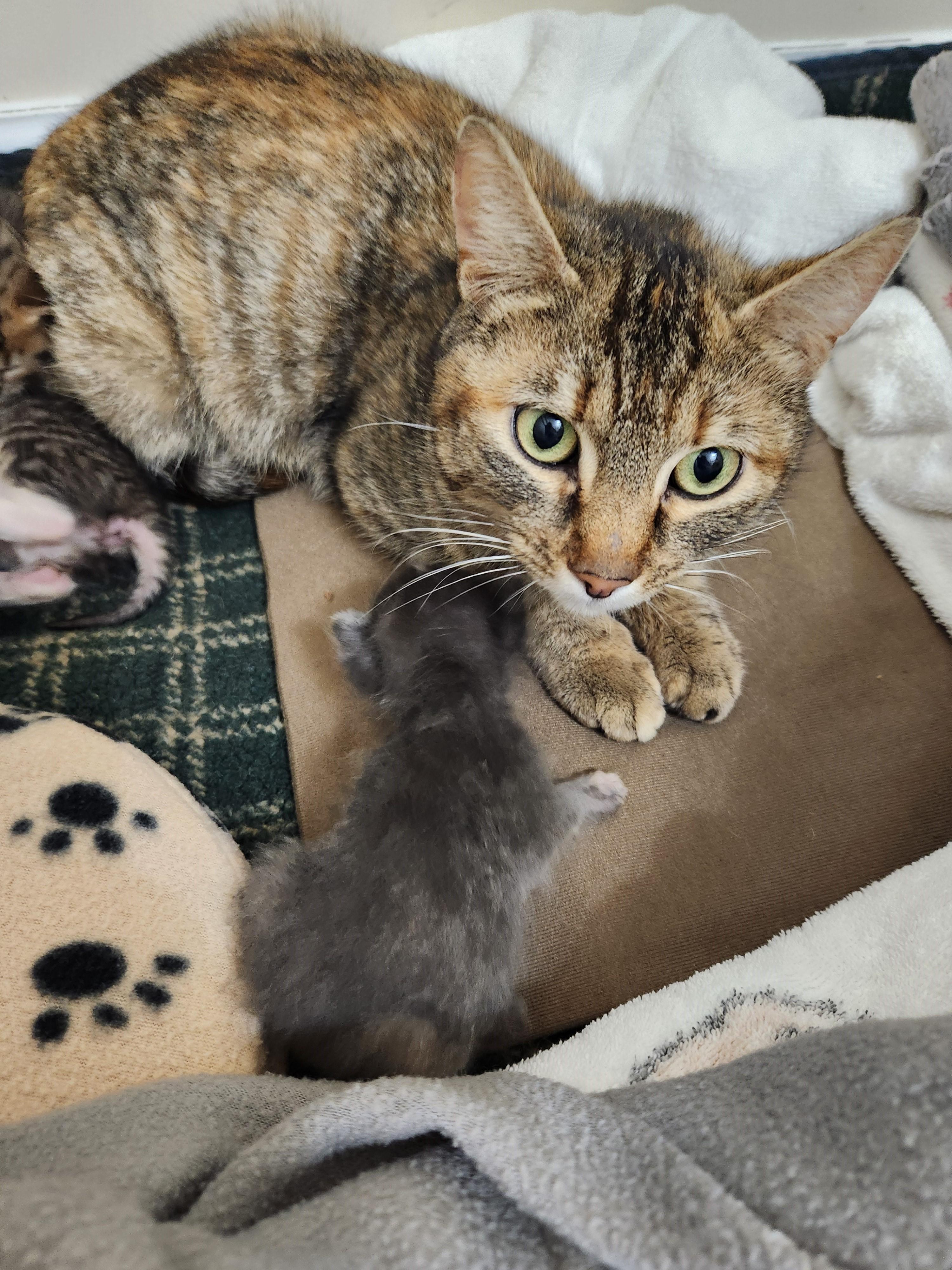 Enlarge Tasting-Survivor with a Soft Heart, a Adoptable Tabby in Laurel, MD image 5/6