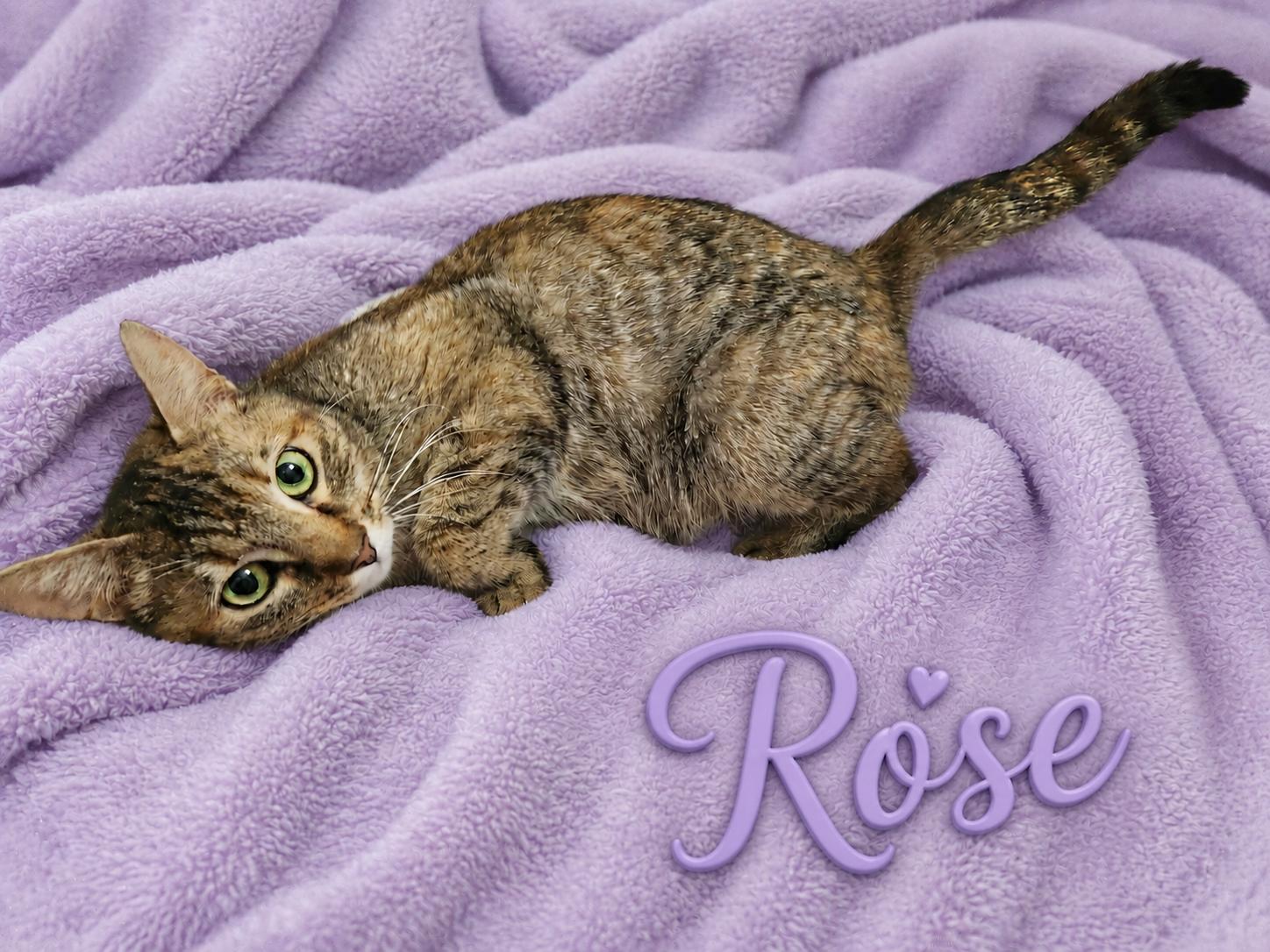 Enlarge Rose-Survivor with a Soft Heart, a Adoptable Tabby in Laurel, MD image 1/6