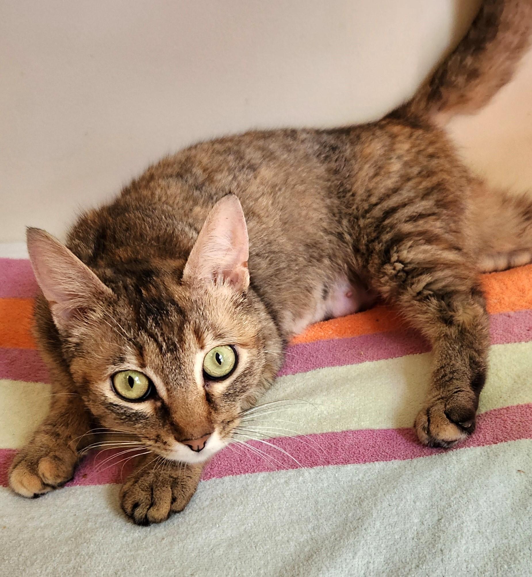 Enlarge Tasting-Survivor with a Soft Heart, a Adoptable Tabby in Laurel, MD image 2/6