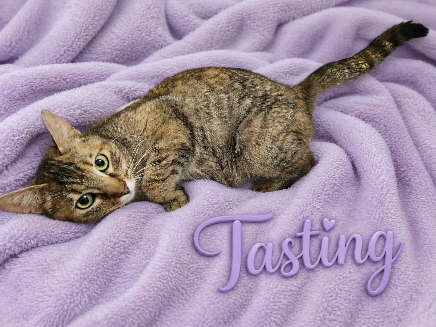 Tasting-Survivor with a Soft Heart, Adoptable, Young Female Domestic Short Hair.