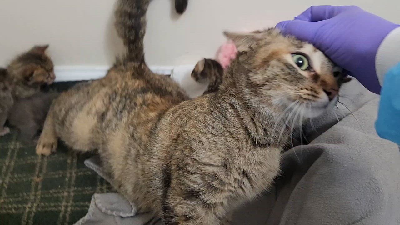 Enlarge Tasting-Survivor with a Soft Heart, a Adoptable Tabby in Laurel, MD video 6/6