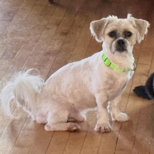Enlarge Chaz, a ADOPTABLE mixed breed in Racine, WI image 2/3