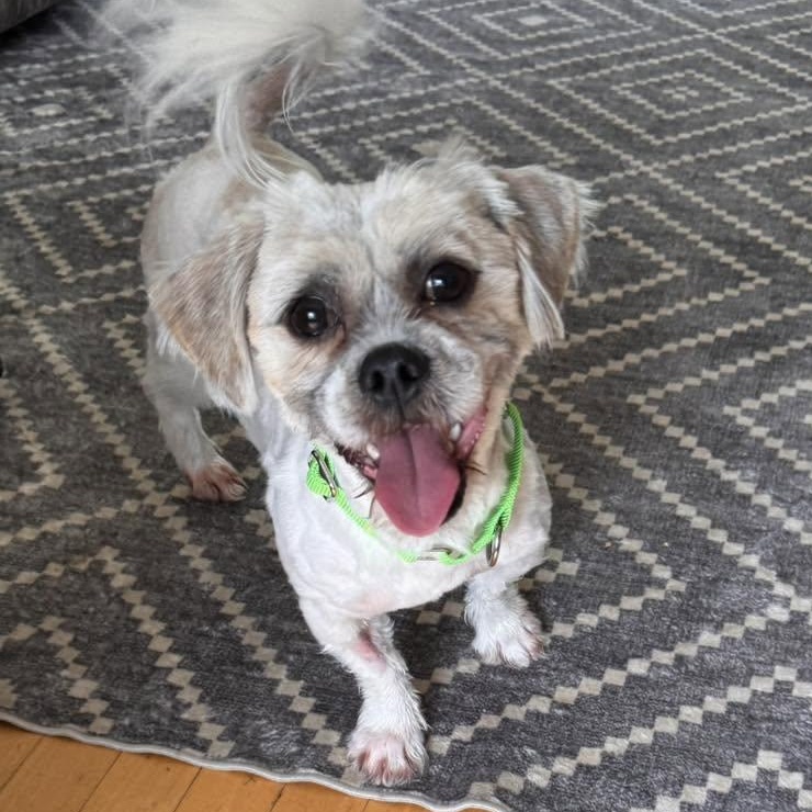 Enlarge Chaz, a ADOPTABLE mixed breed in Racine, WI image 3/3