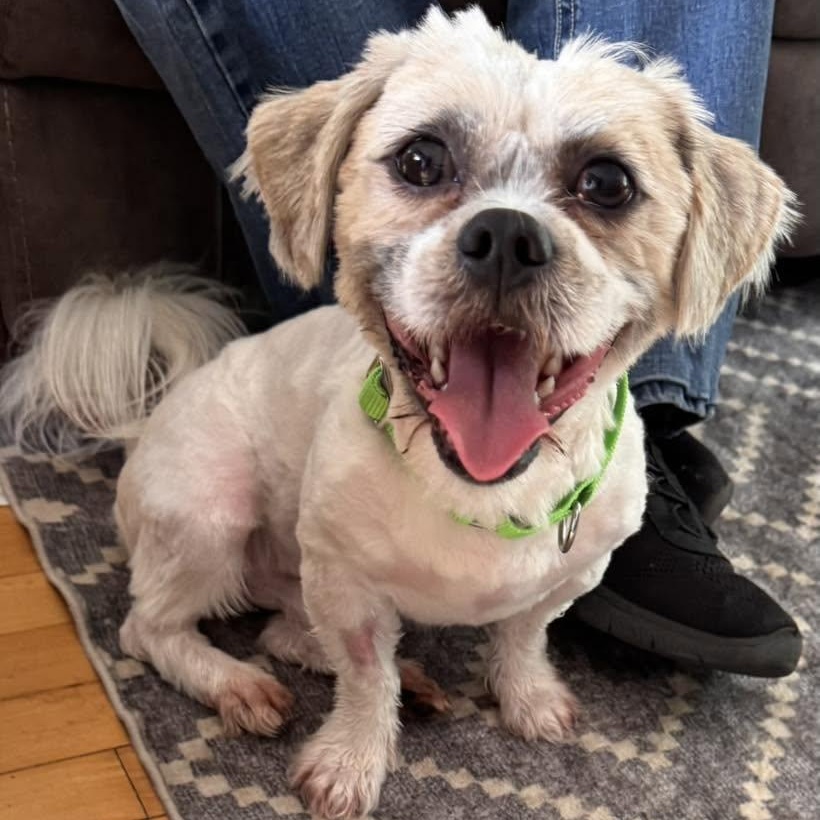 Chaz, ADOPTABLE, Adult Male Shih Tzu.
